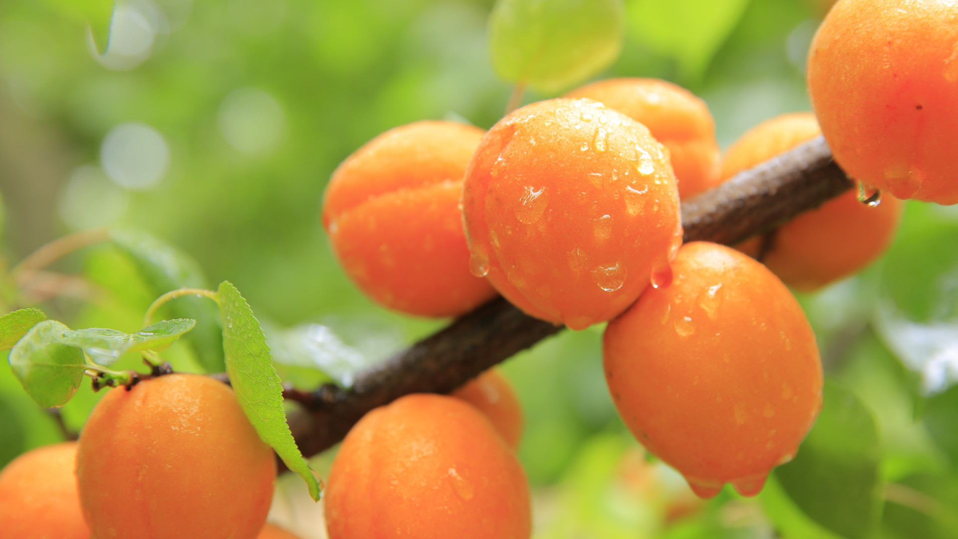 Download wallpaper: Apricots 1920x1080