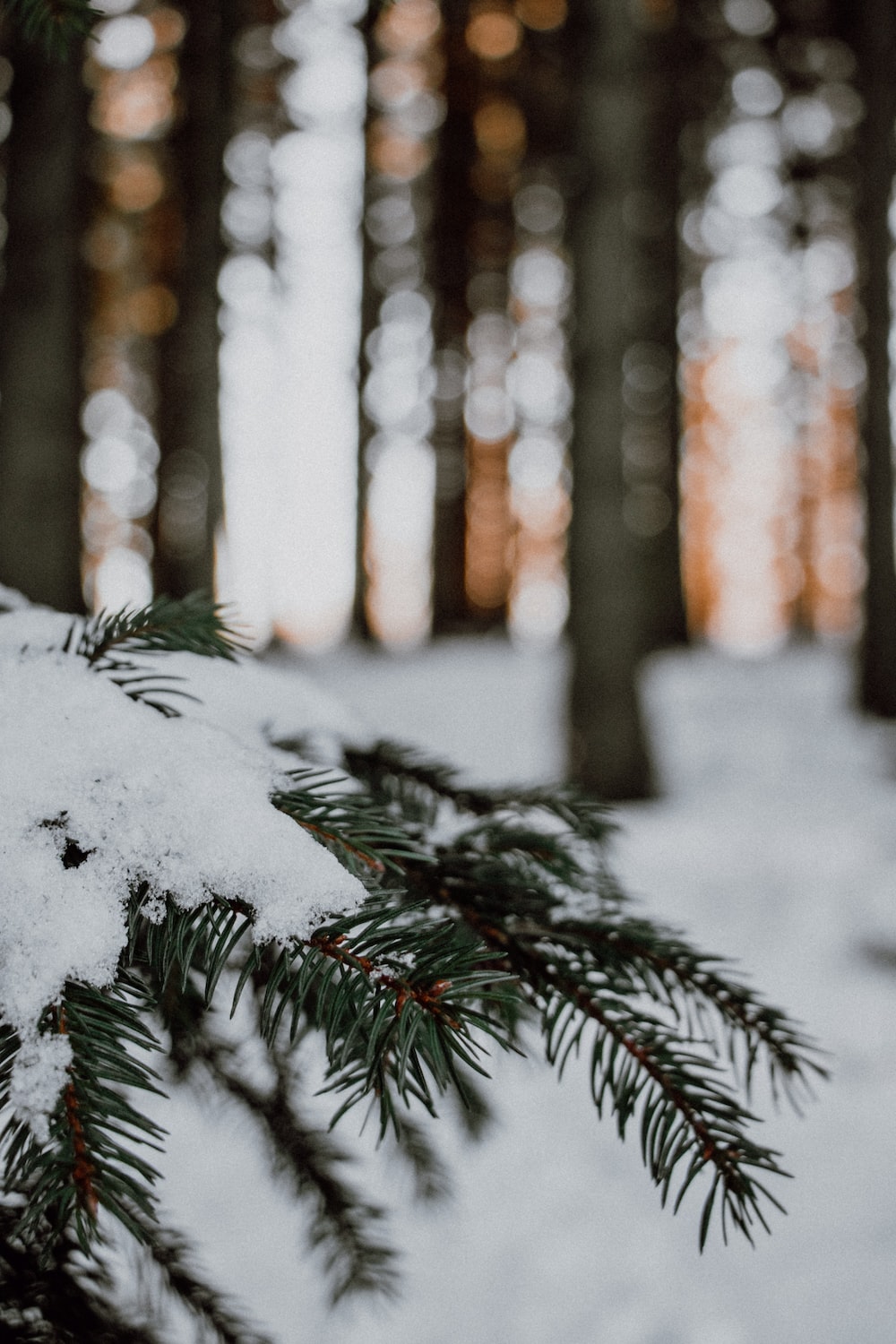 Snow covered pine tree during daytime photo