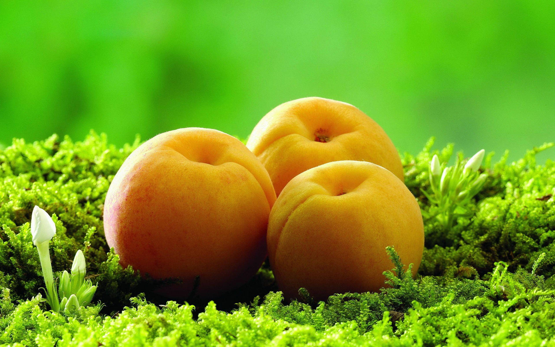 Apricot Wallpaper