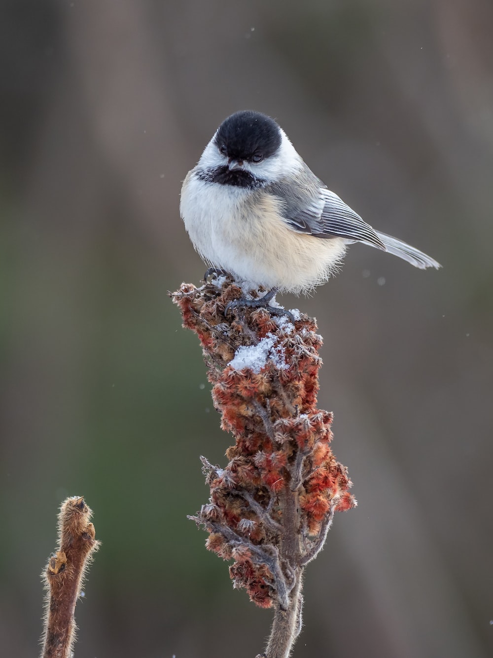 Chickadee Picture. Download Free Image