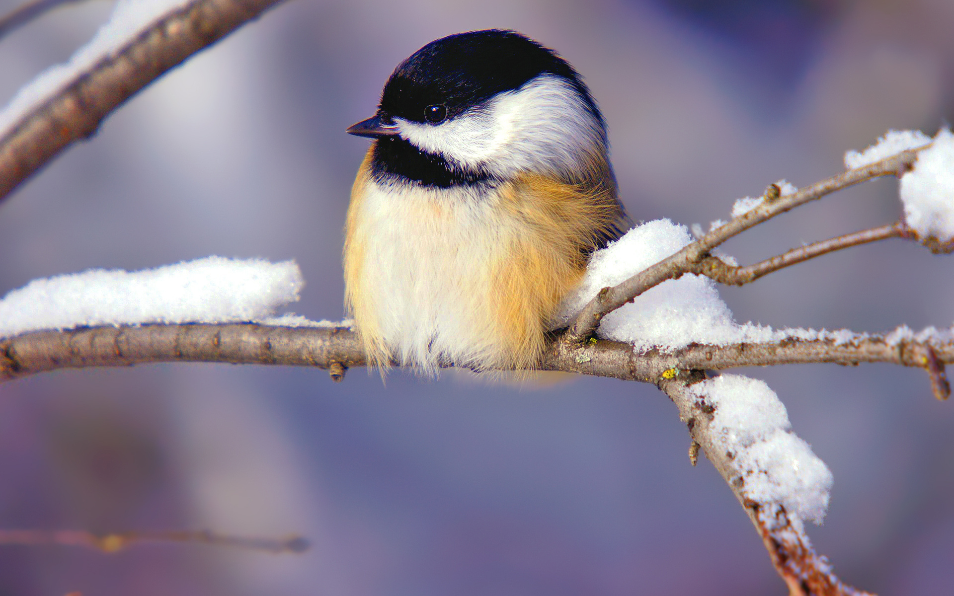 Chickadee HD Wallpaper and Background
