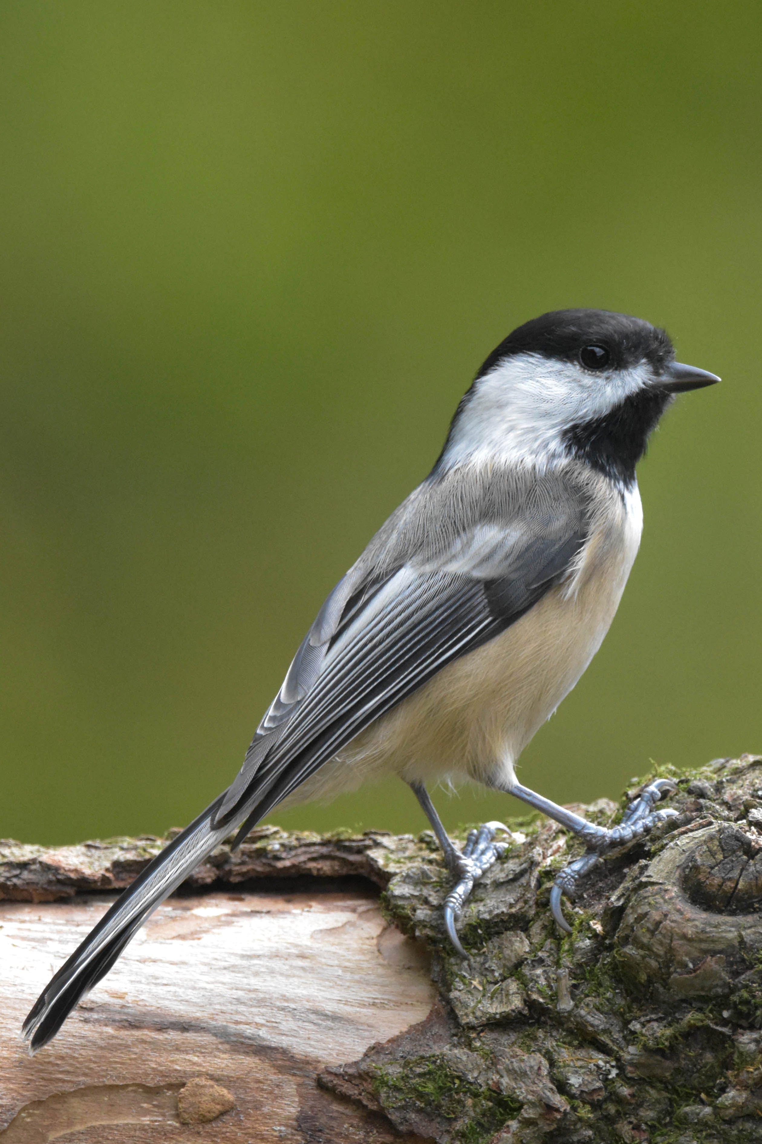 Chickadees Photo, Download The BEST Free Chickadees & HD Image