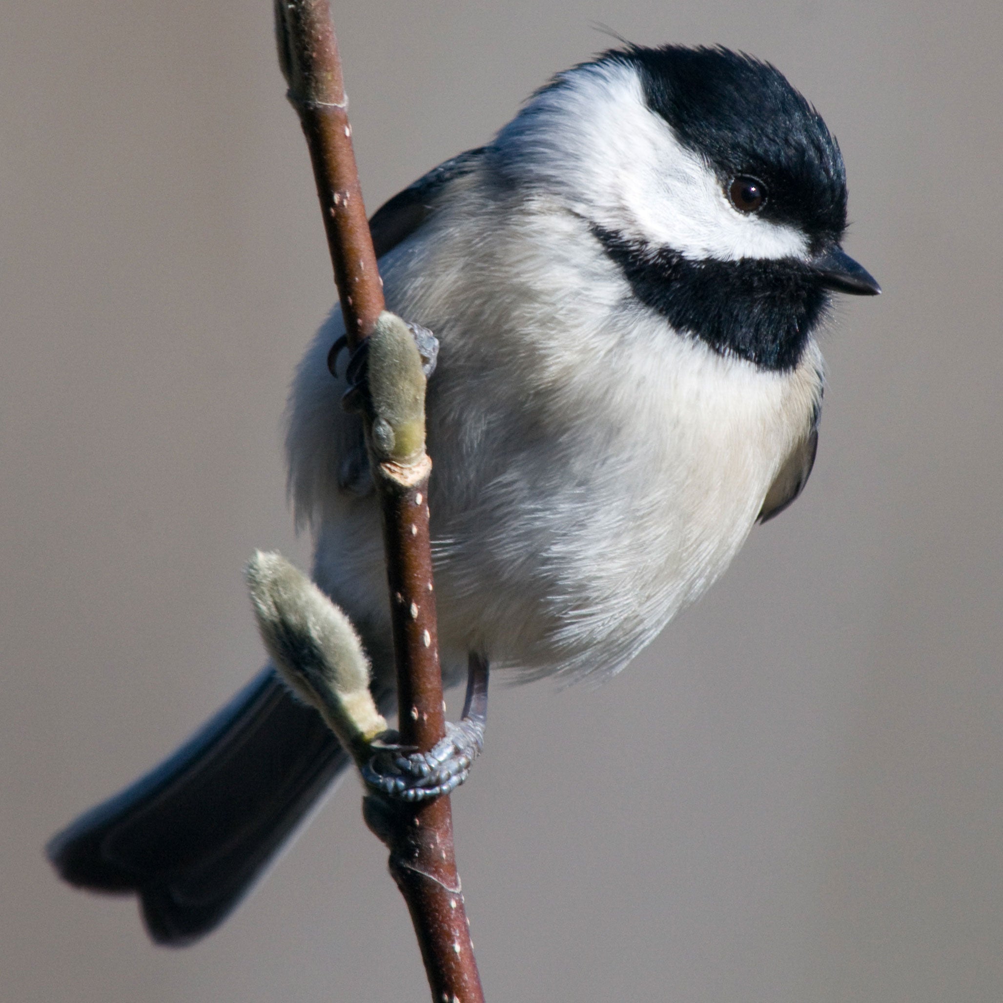 Birdist Rule, Figure Out What Kind Of Chickadees You've Got