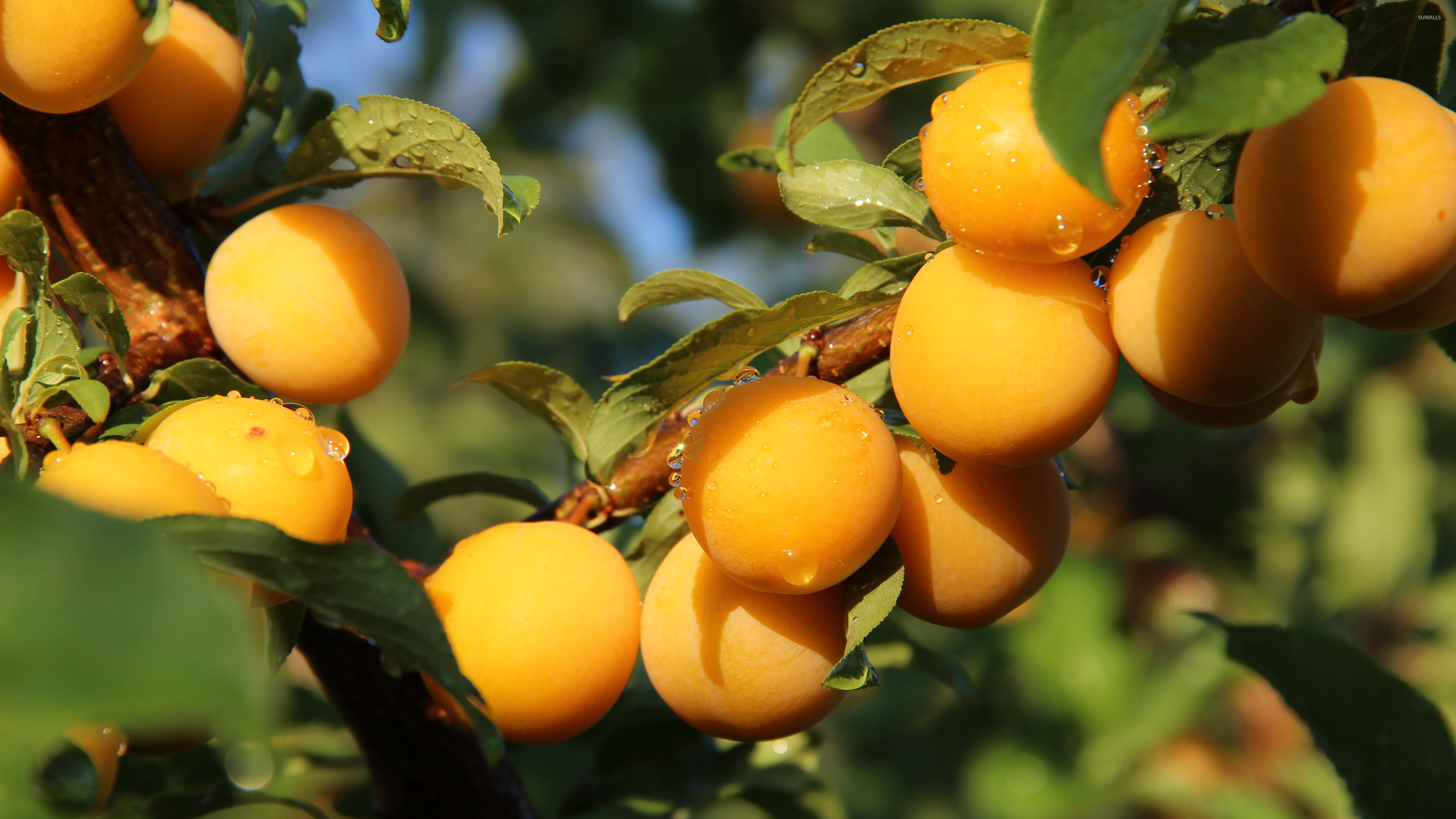 Apricots in a tree wallpaper wallpaper