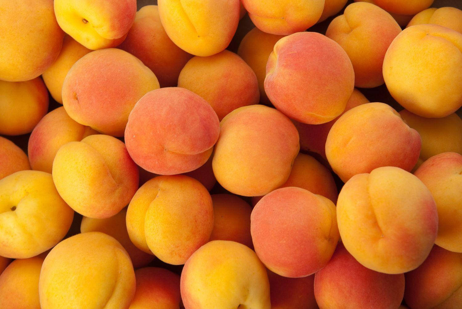 Download Big And Small Ripe Apricots Wallpaper