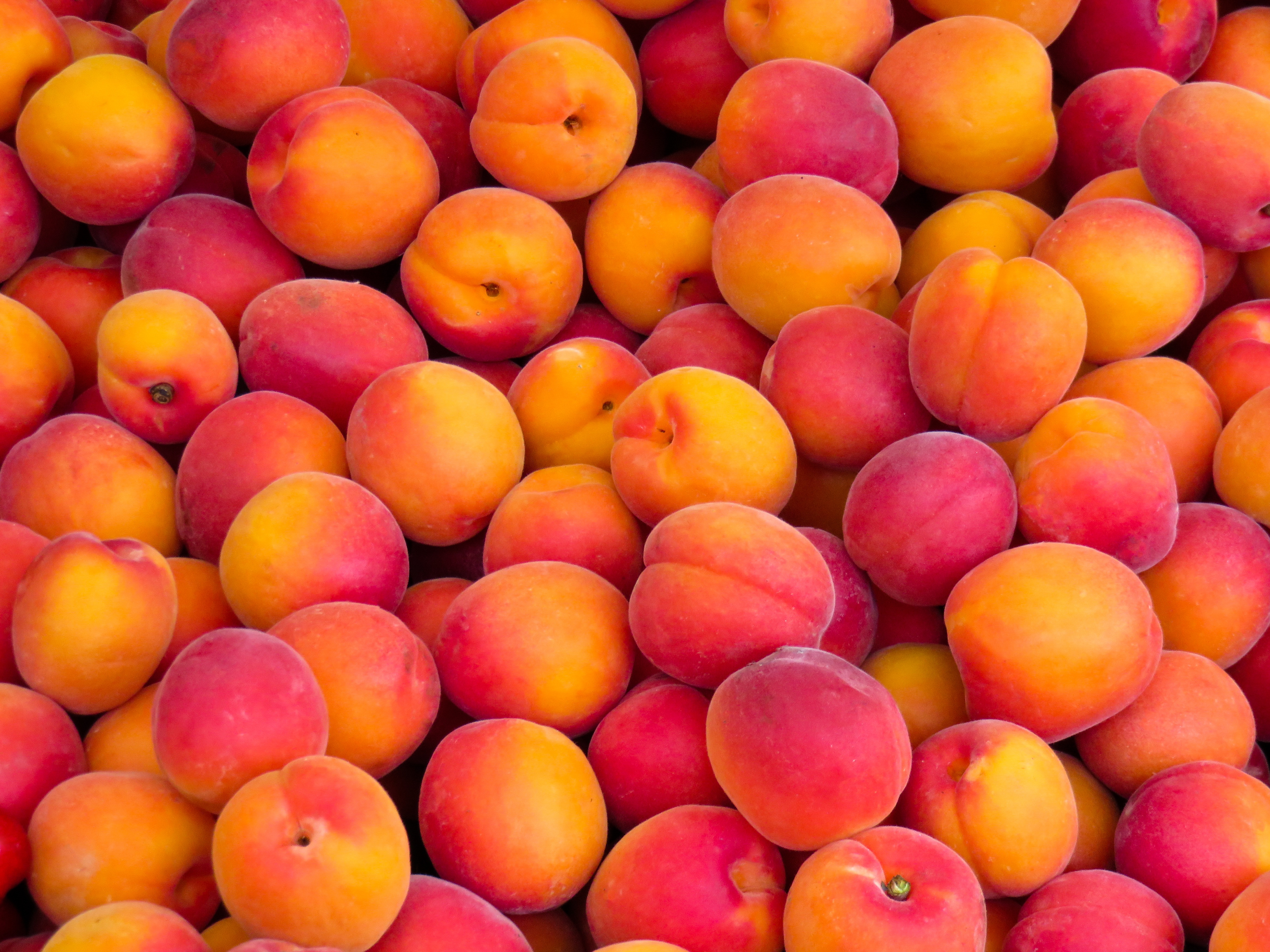 Apricot Fruit Wallpaper:5184x3888
