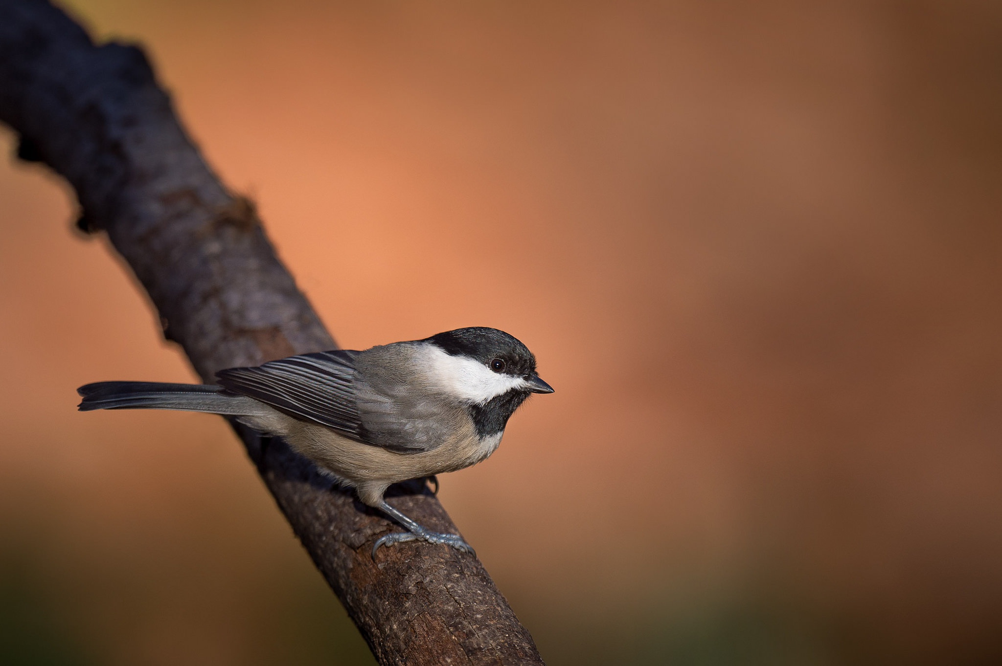 Chickadee HD Wallpaper and Background