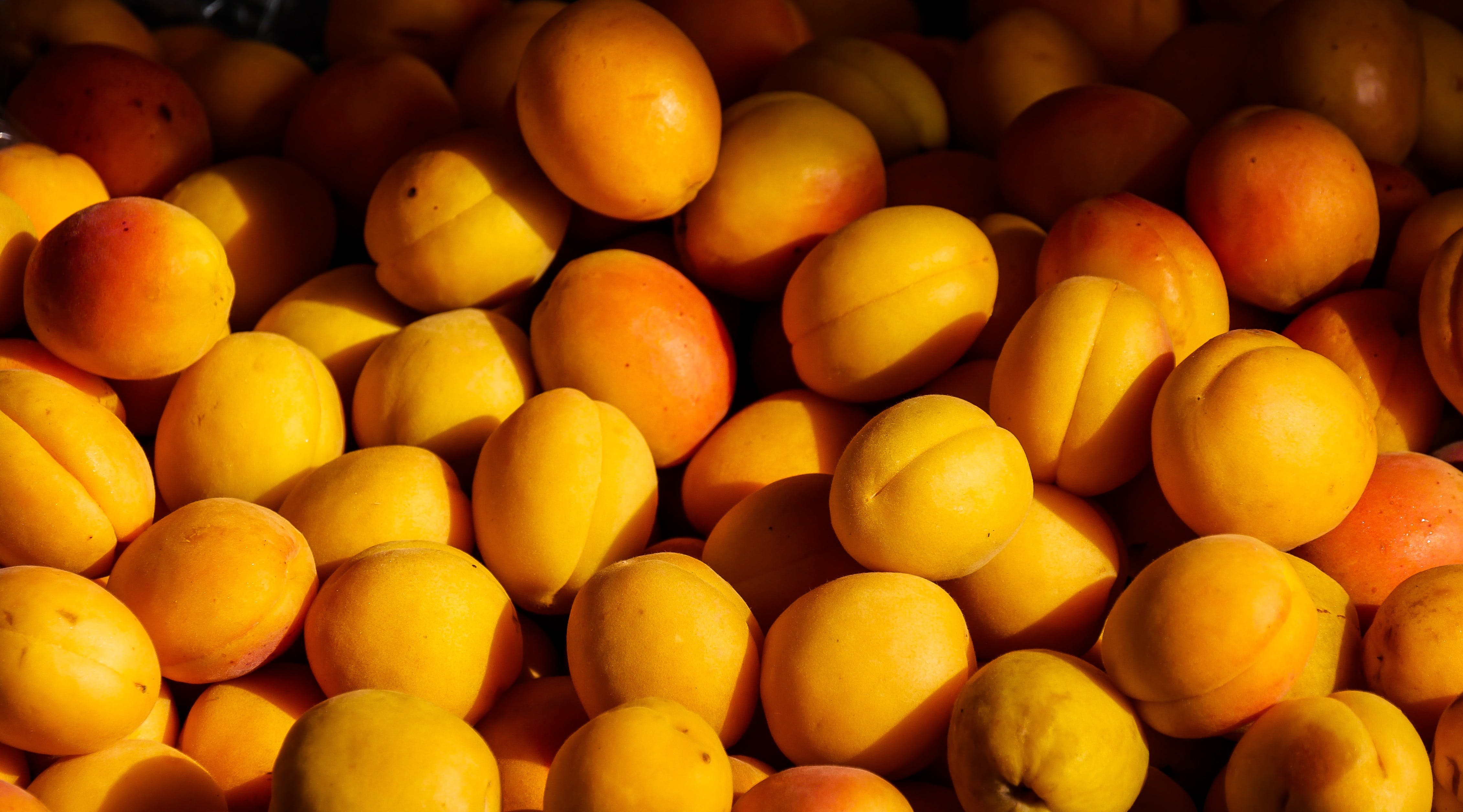Apricots Photo, Download The BEST Free Apricots & HD Image