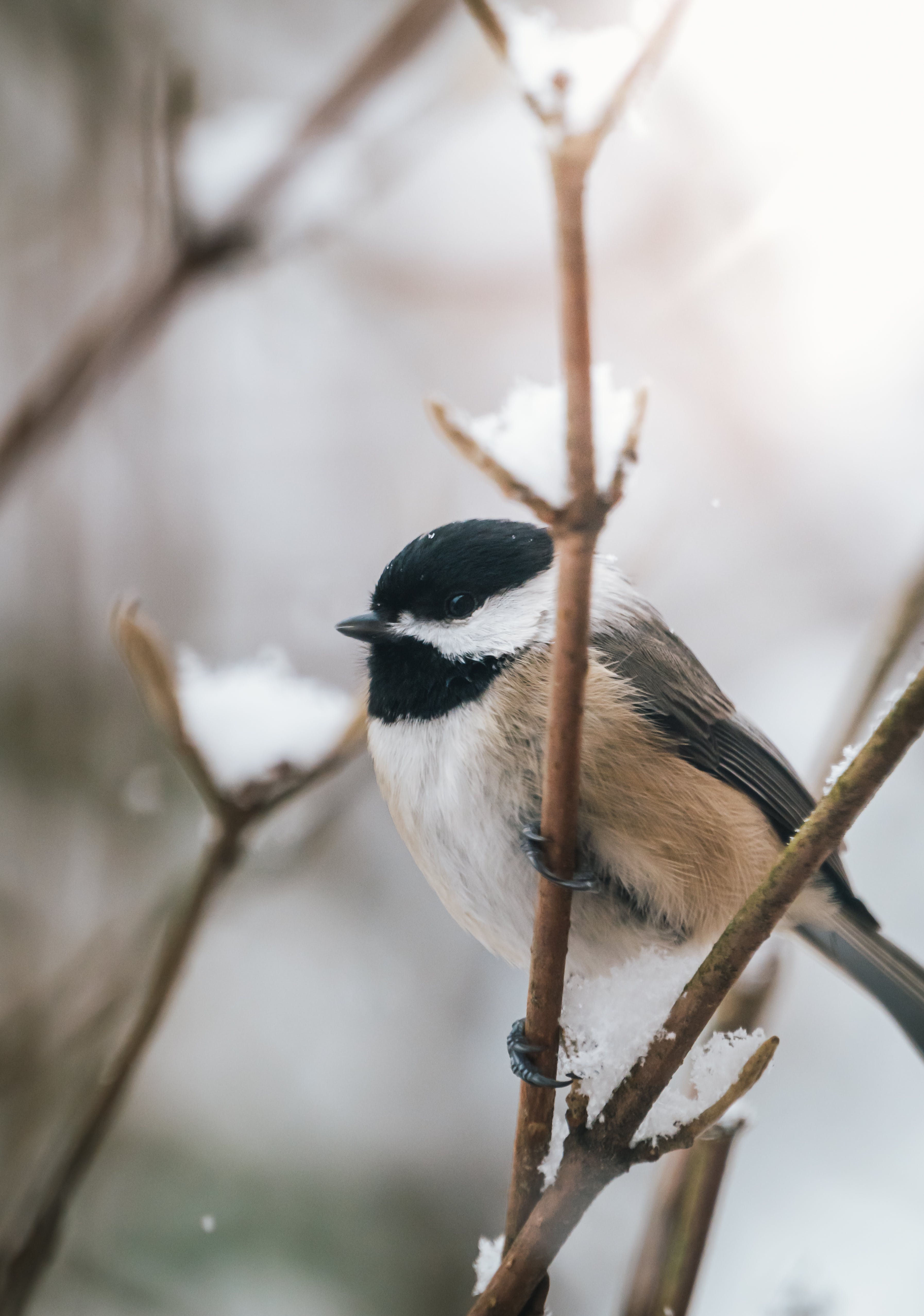 Chickadee Photo, Download The BEST Free Chickadee & HD Image
