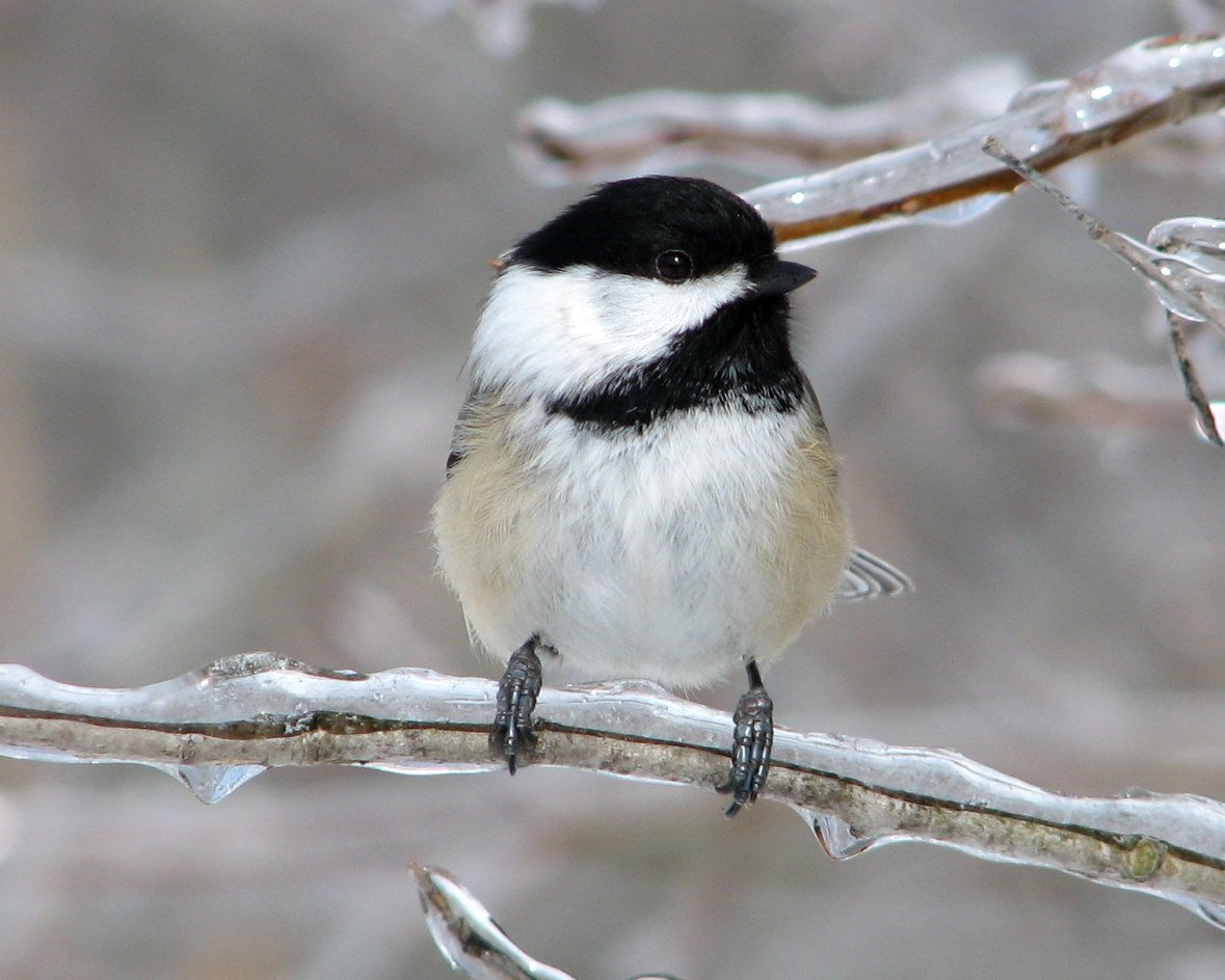 Black Capped Chickadee Free Photo Download
