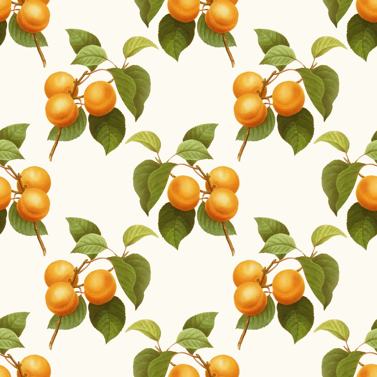Explore Free Apricot Illustrations: Download Now