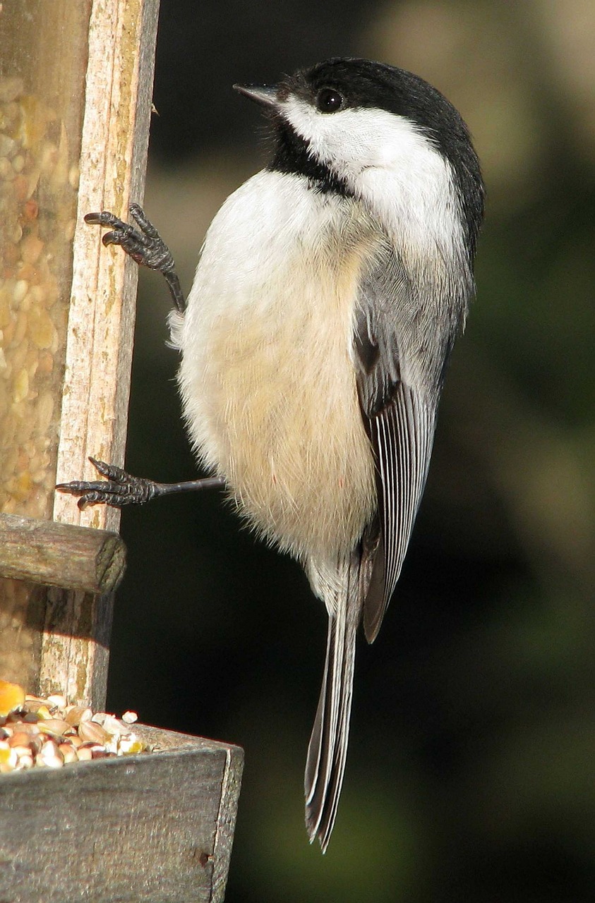 Free Black Capped Chickadee & Chickadee Image