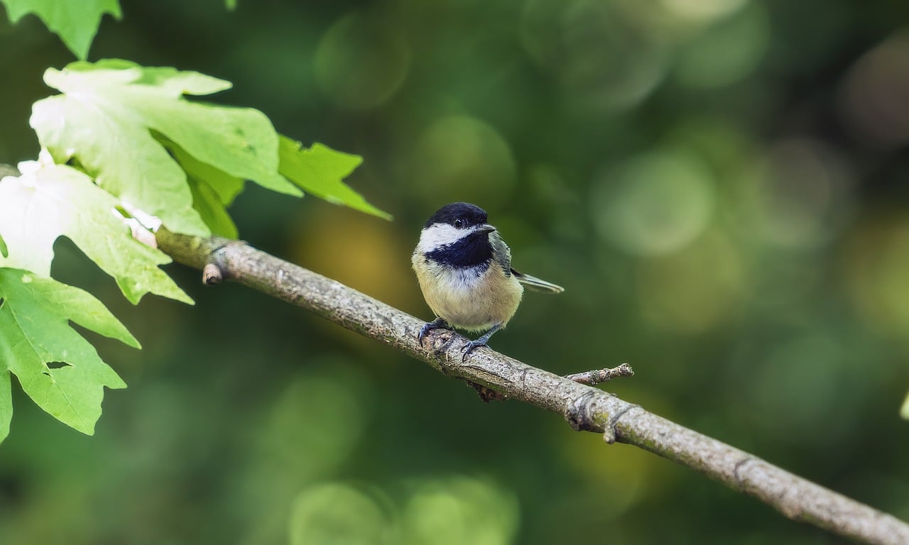 Free Chickadee & Nature Image