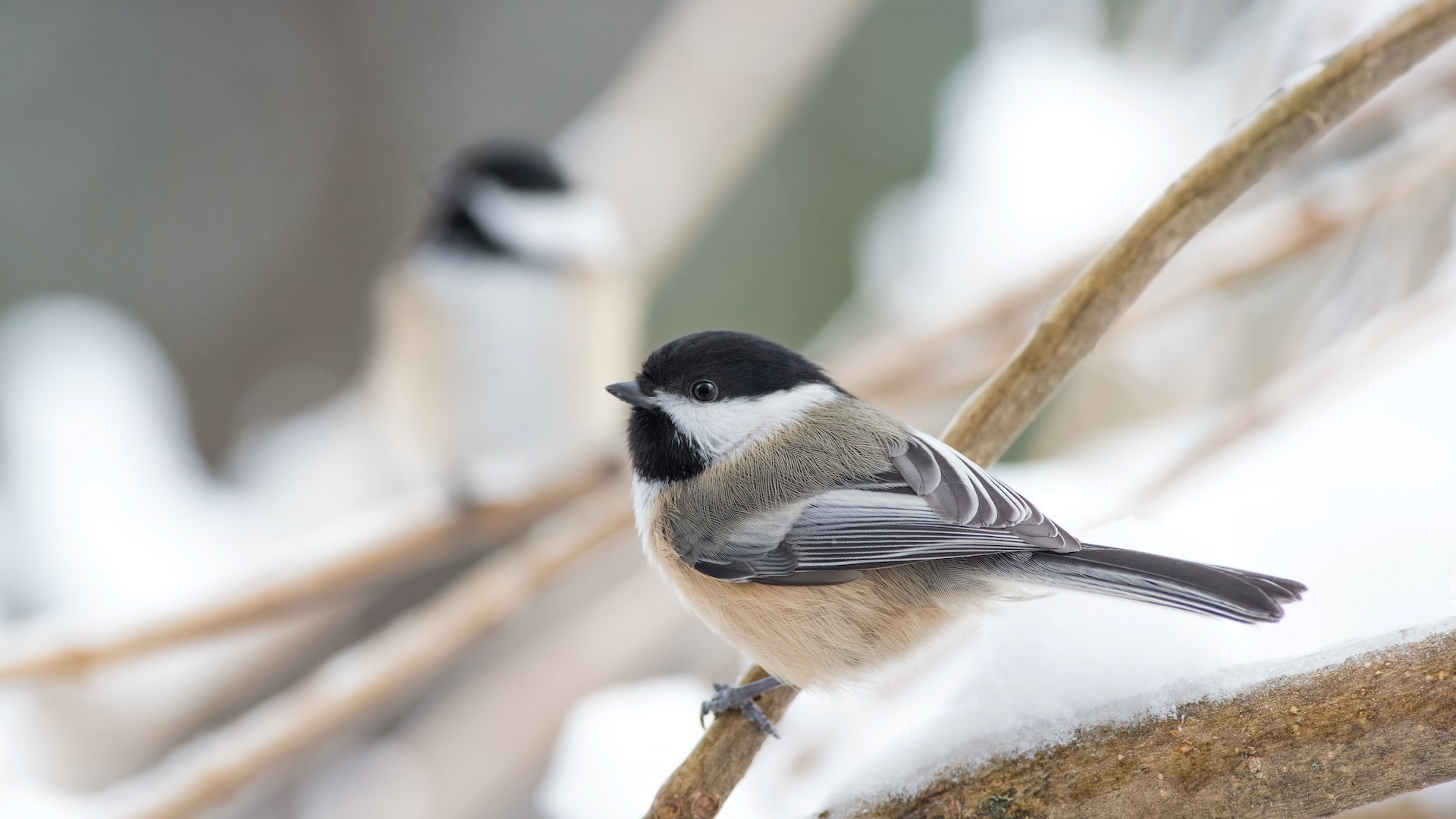 Chickadees At Your Feeder Buddy Blog