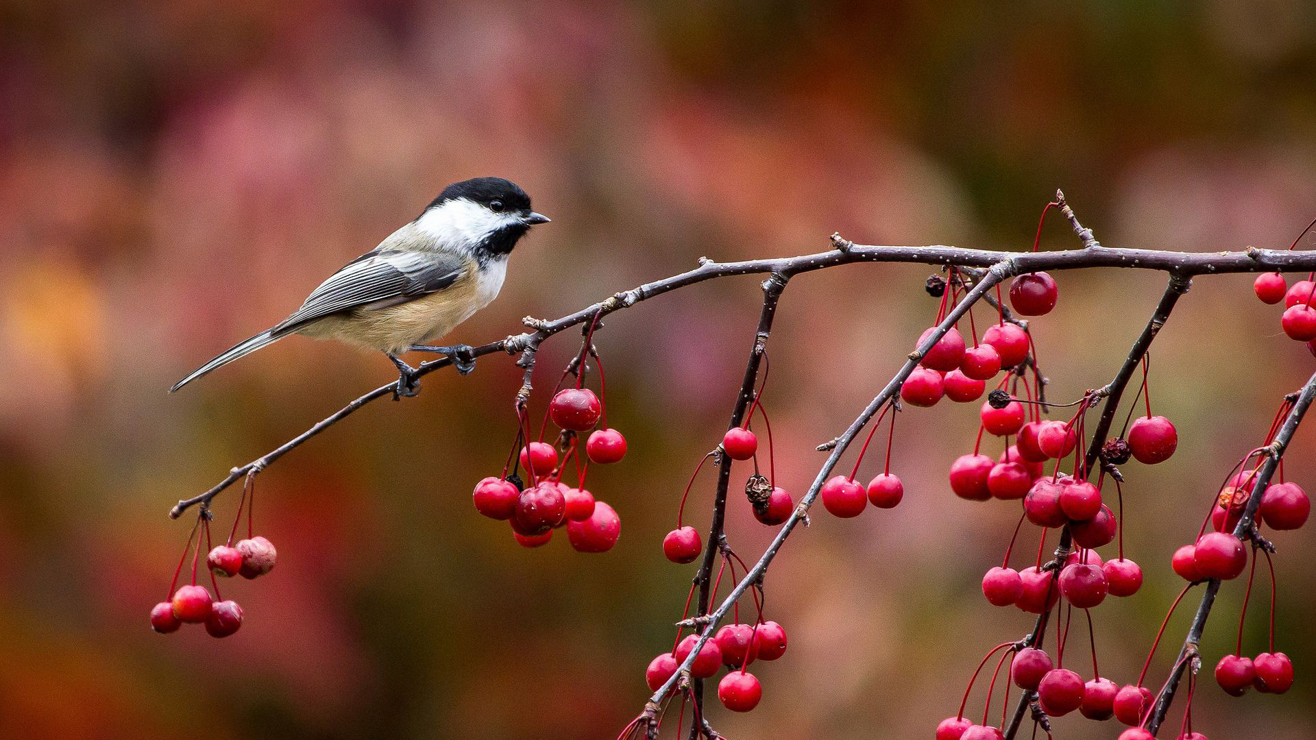 Black Capped Chickadee (poecile Atricapillus)