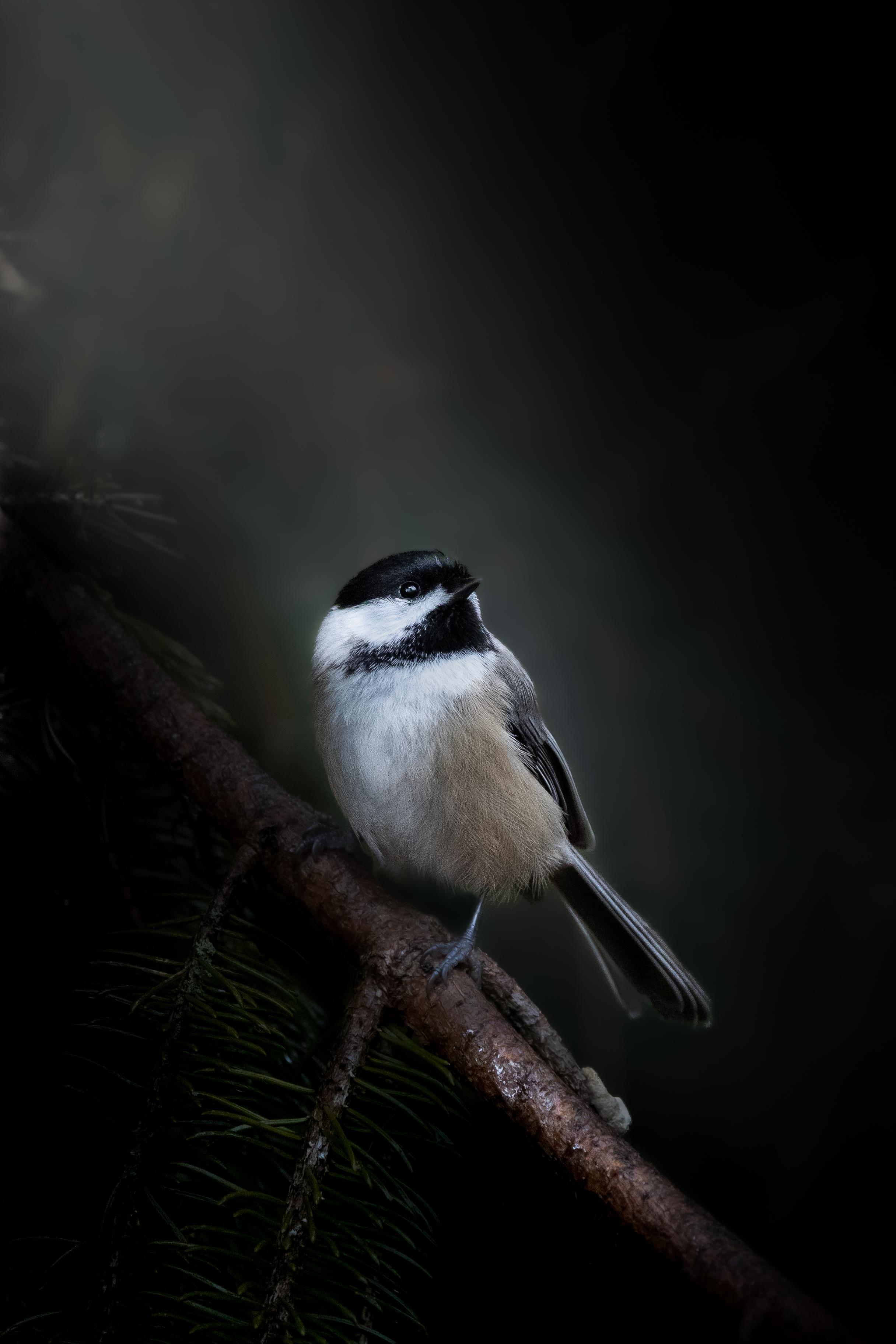 Chickadee Wallpapers - Wallpaper Cave