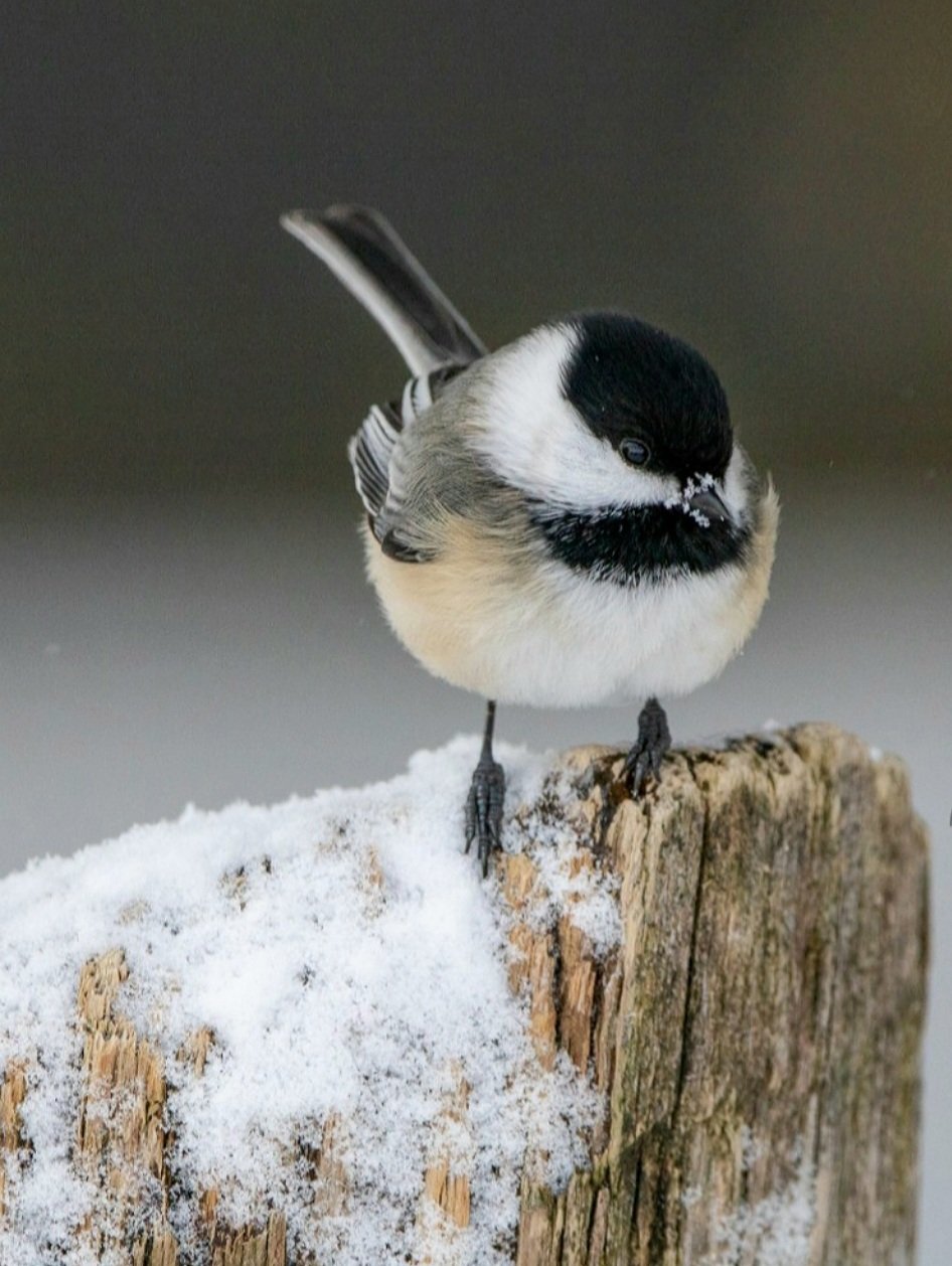 Kelly Flanagan Wildlife Photo Capped Chickadee #nature #birds #wildlife #BirdTwitter