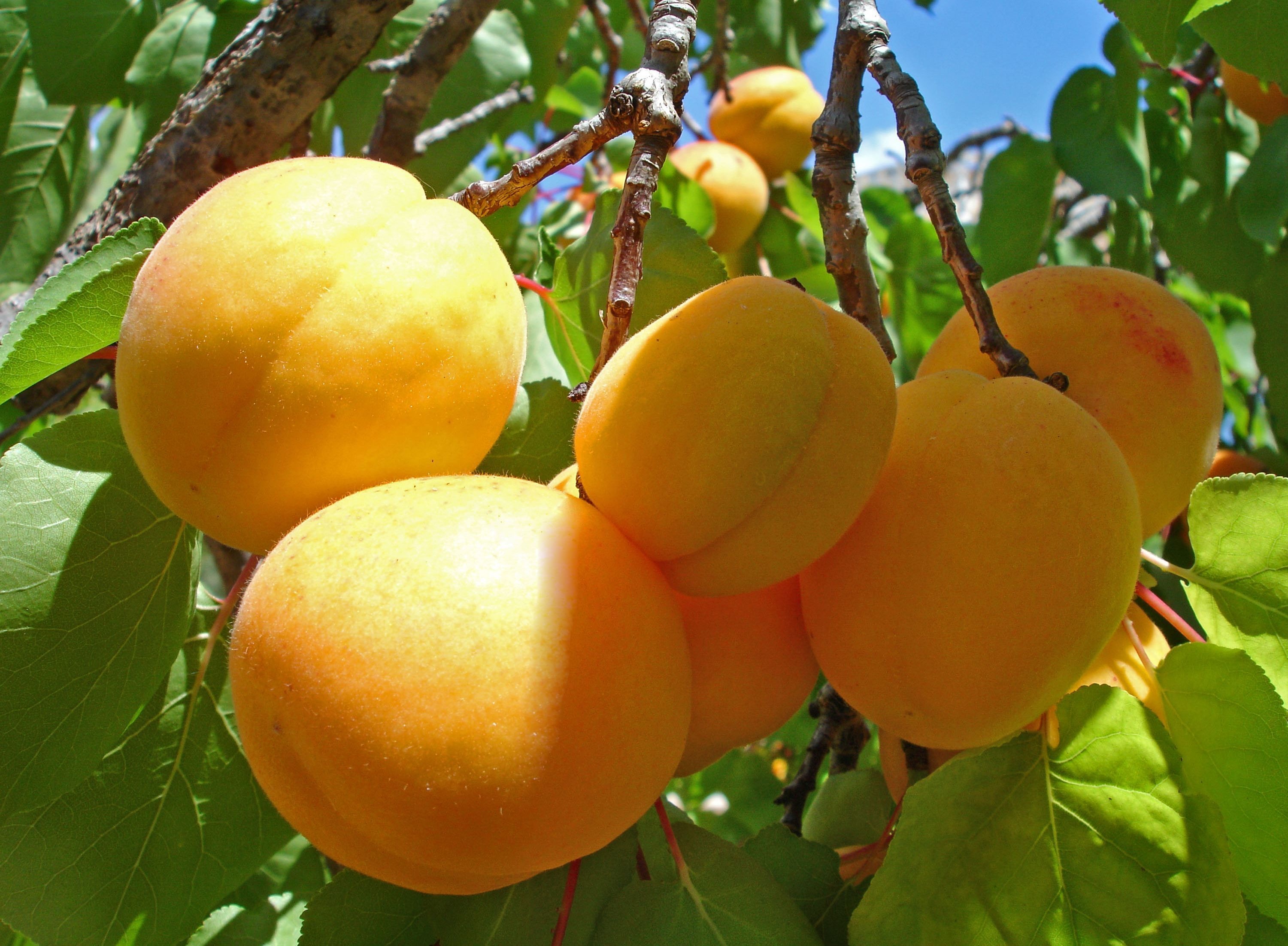 Apricots fruit leaves wallpaperx2203