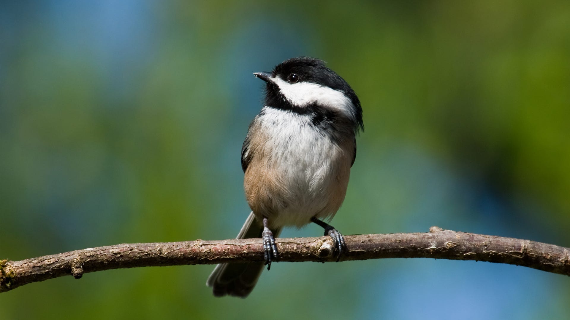 Species Spotlight: Black Capped Chickadee