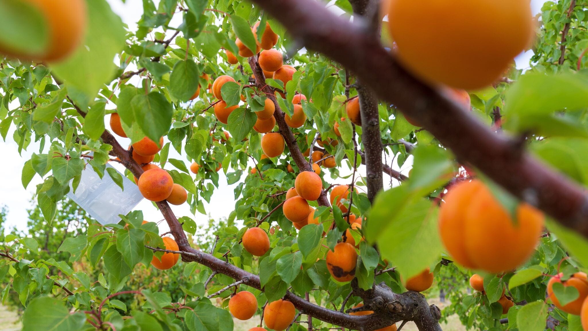 Apricots Hollow Farm