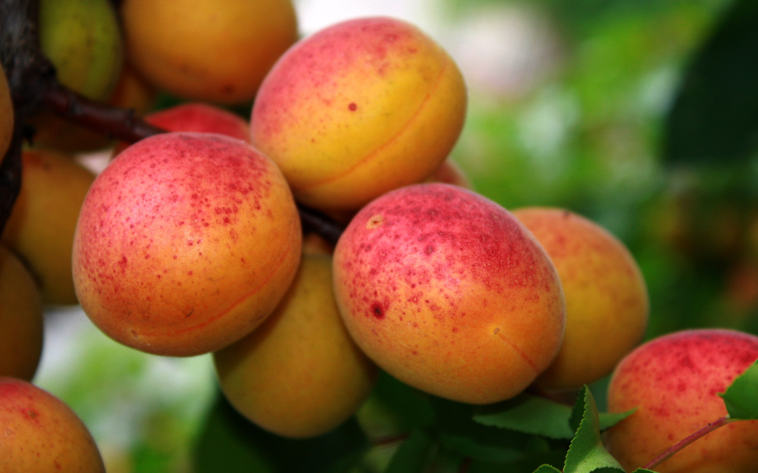Food Apricot HD Wallpaper
