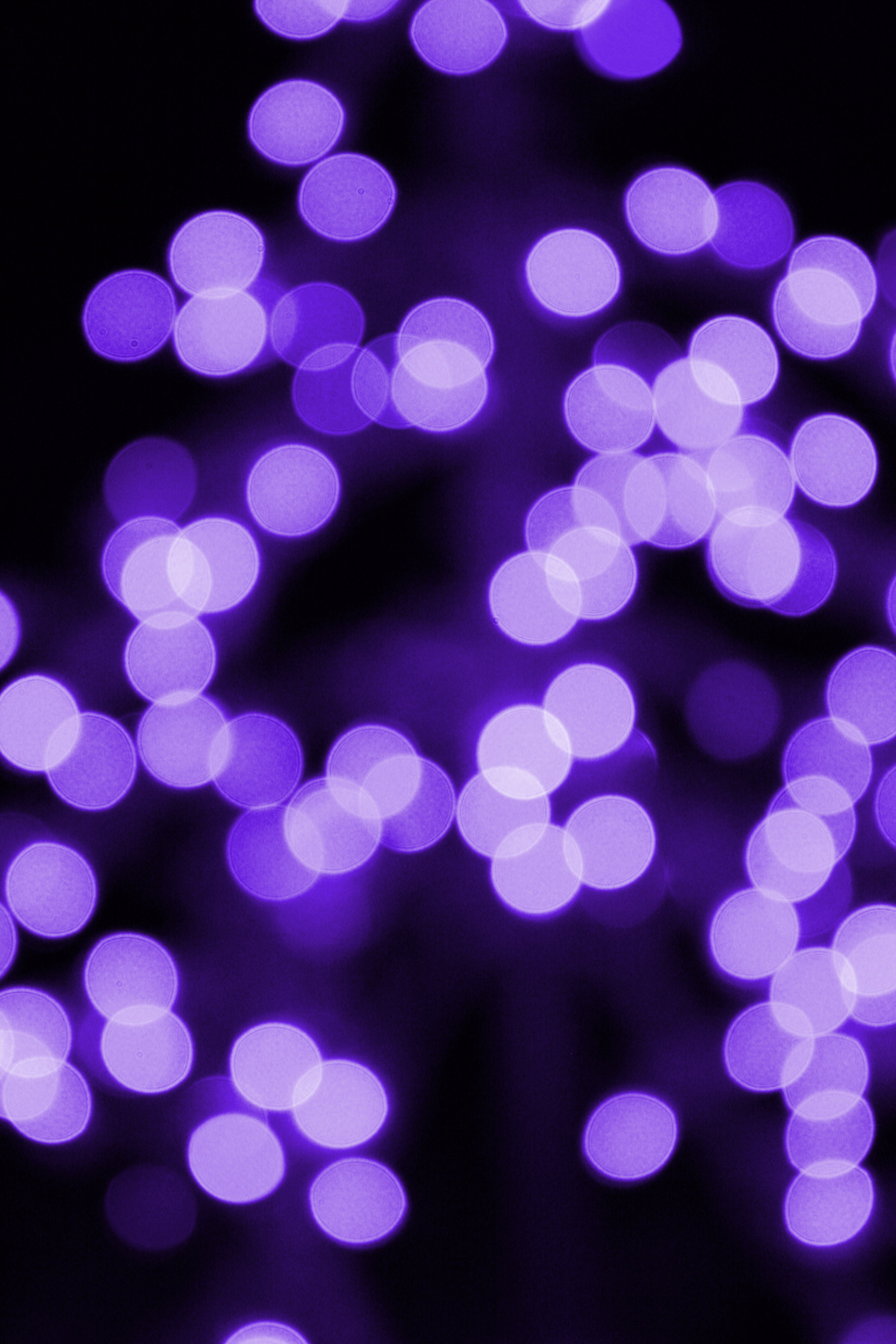 Purple Christmas Lights