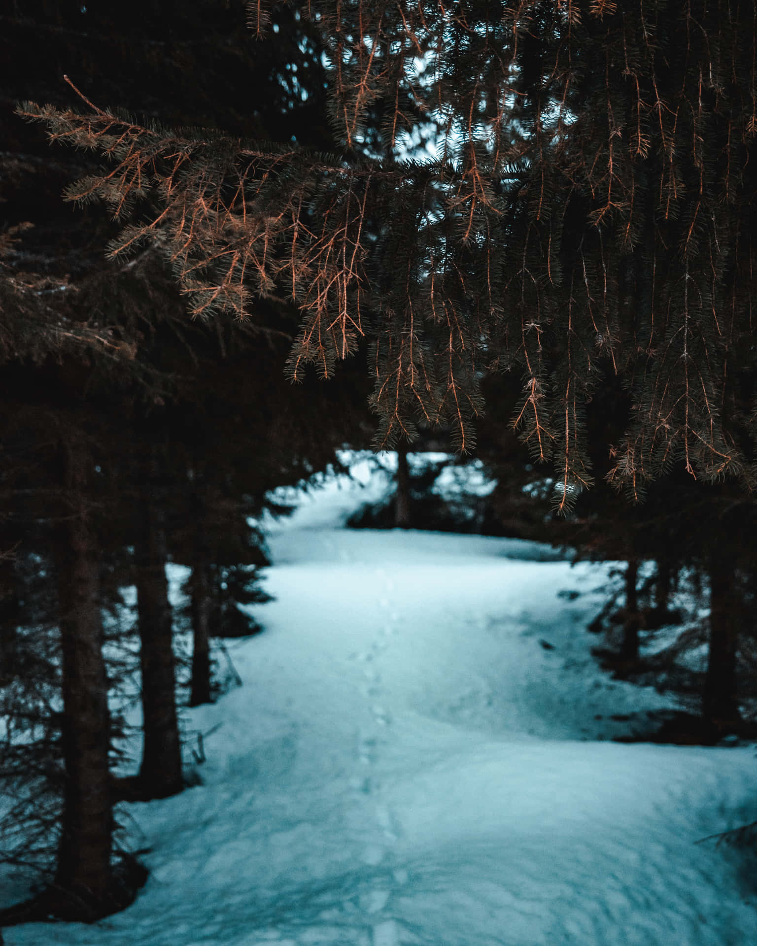 Download Dark Aesthetic Winter Wonderland Picture