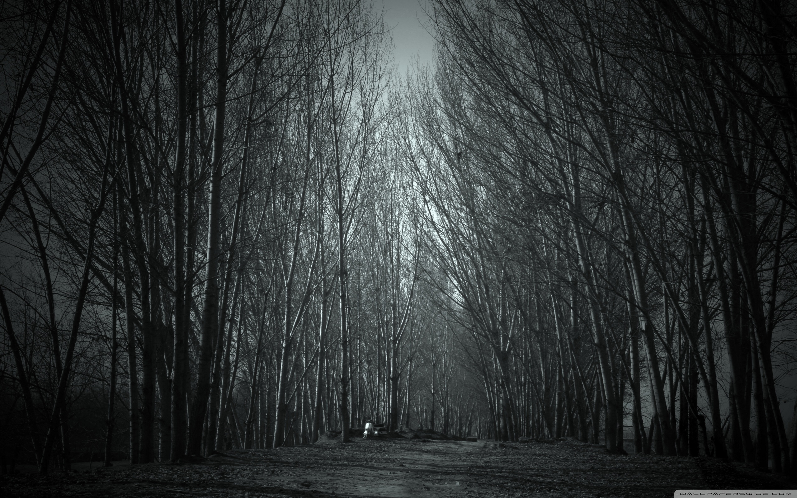 Haunted Forest Ultra HD Desktop Background Wallpaper for: Multi Display, Dual Monitor, Tablet