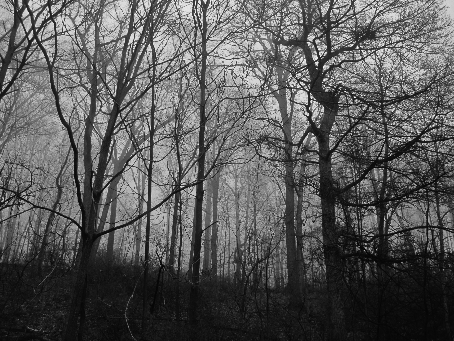 Woods, trees, fog, winter, scary