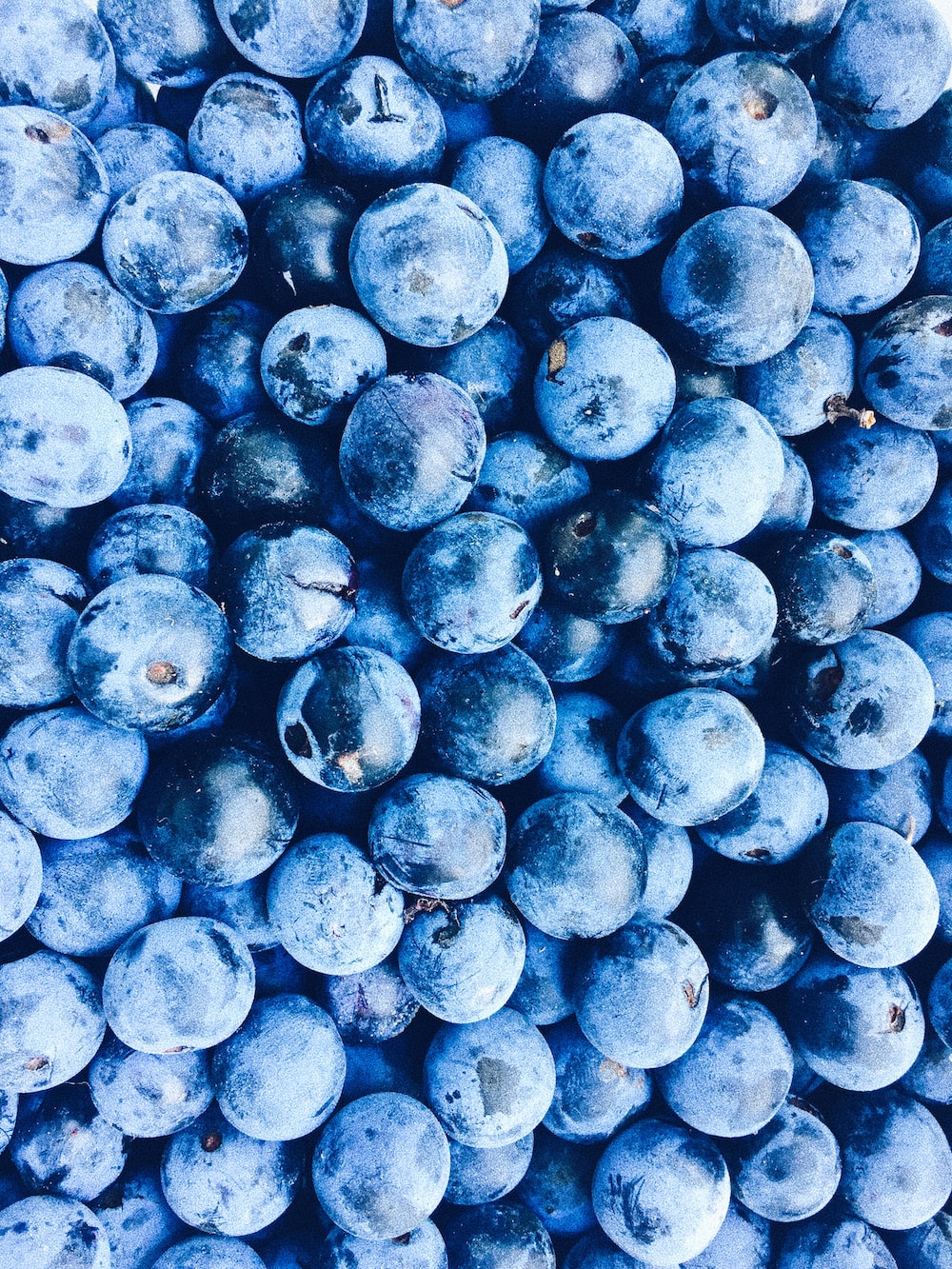 Blue berry lot photo