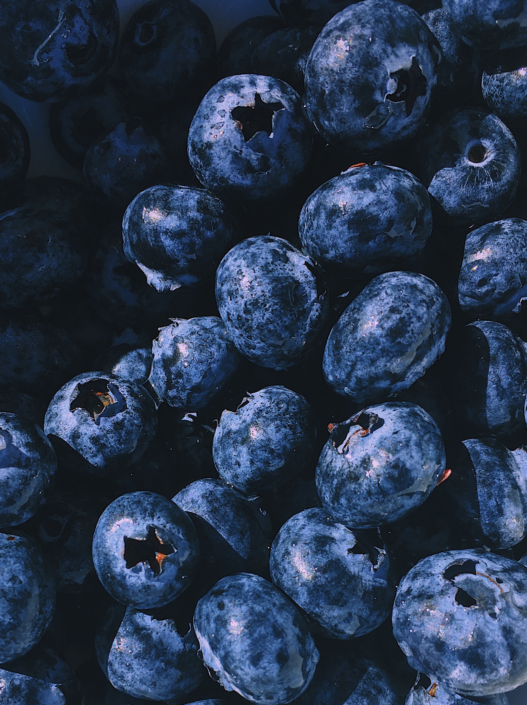 Free Image, bilberry, blueberry, blue, berry, superfood, fruit, food, plant, prune, Colorfulness, produce, still life photography 2121x2837