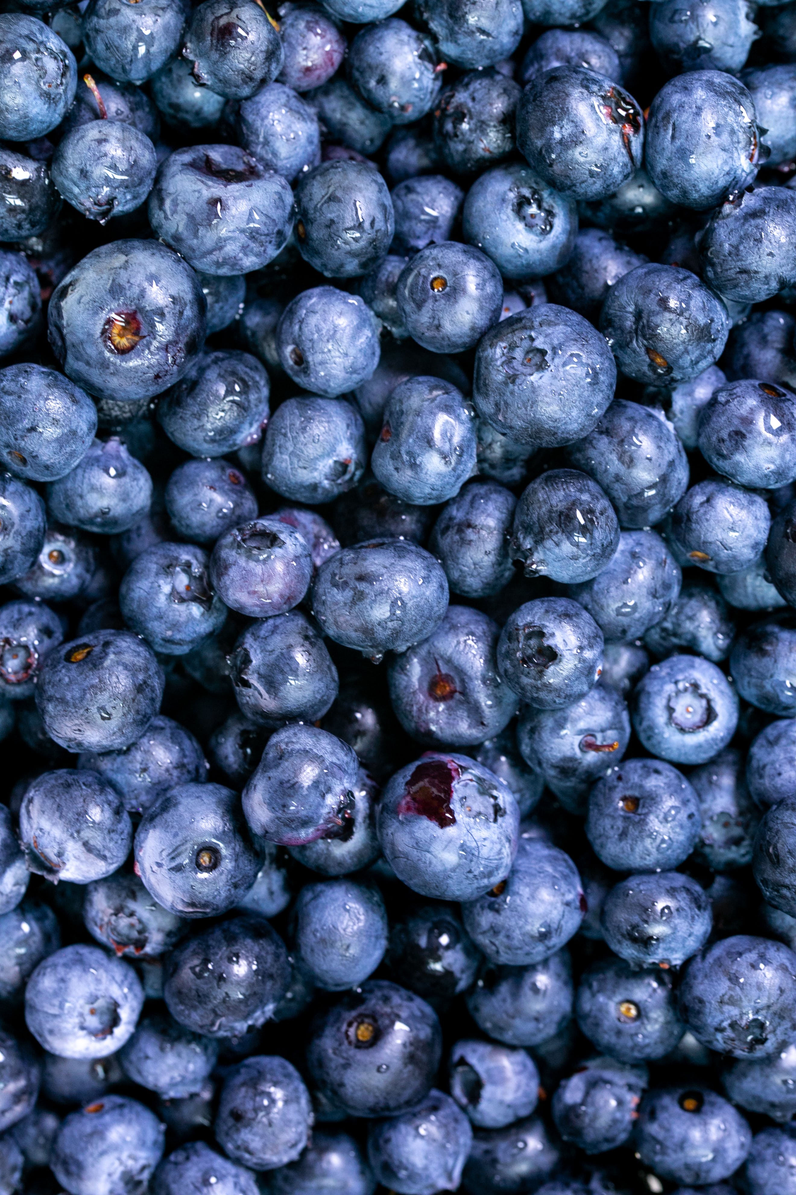 Blueberry Photo, Download The BEST Free Blueberry & HD Image