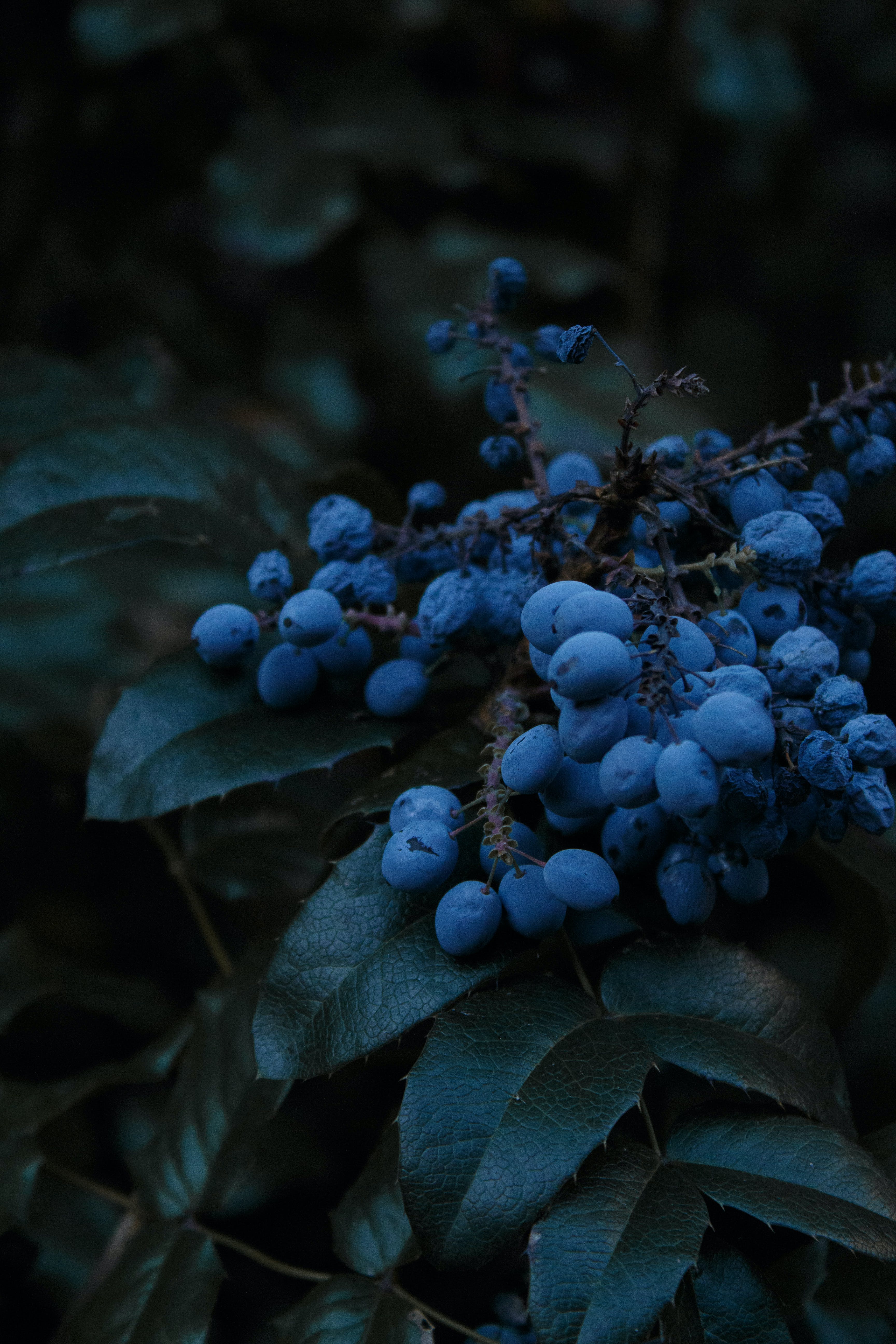 Blue berries on a plant with dark background · Free
