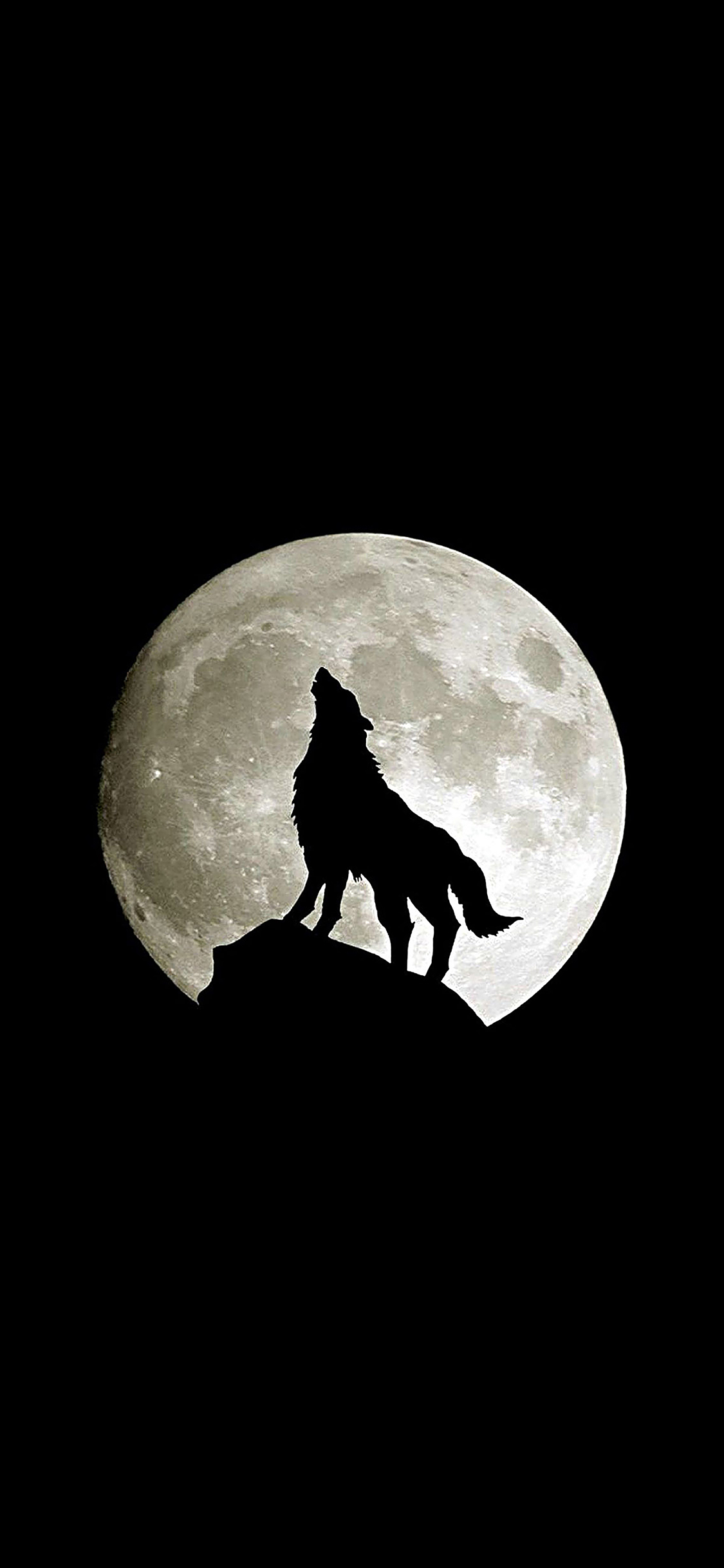Wolf Howl Animal Dark Minimal