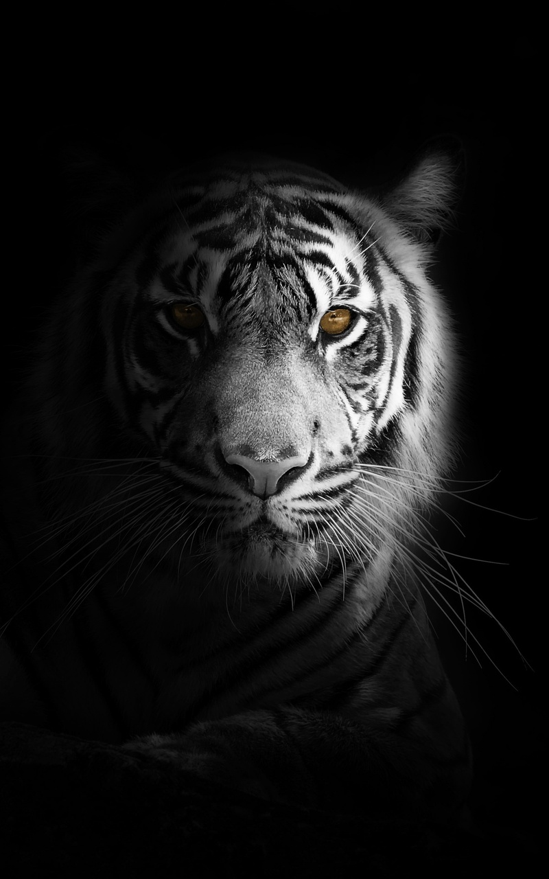 Big Cat Tiger 4k Nexus 7, Samsung Galaxy Tab 10, Note Android Tablets HD 4k Wallpaper, Image, Background, Photo and Picture