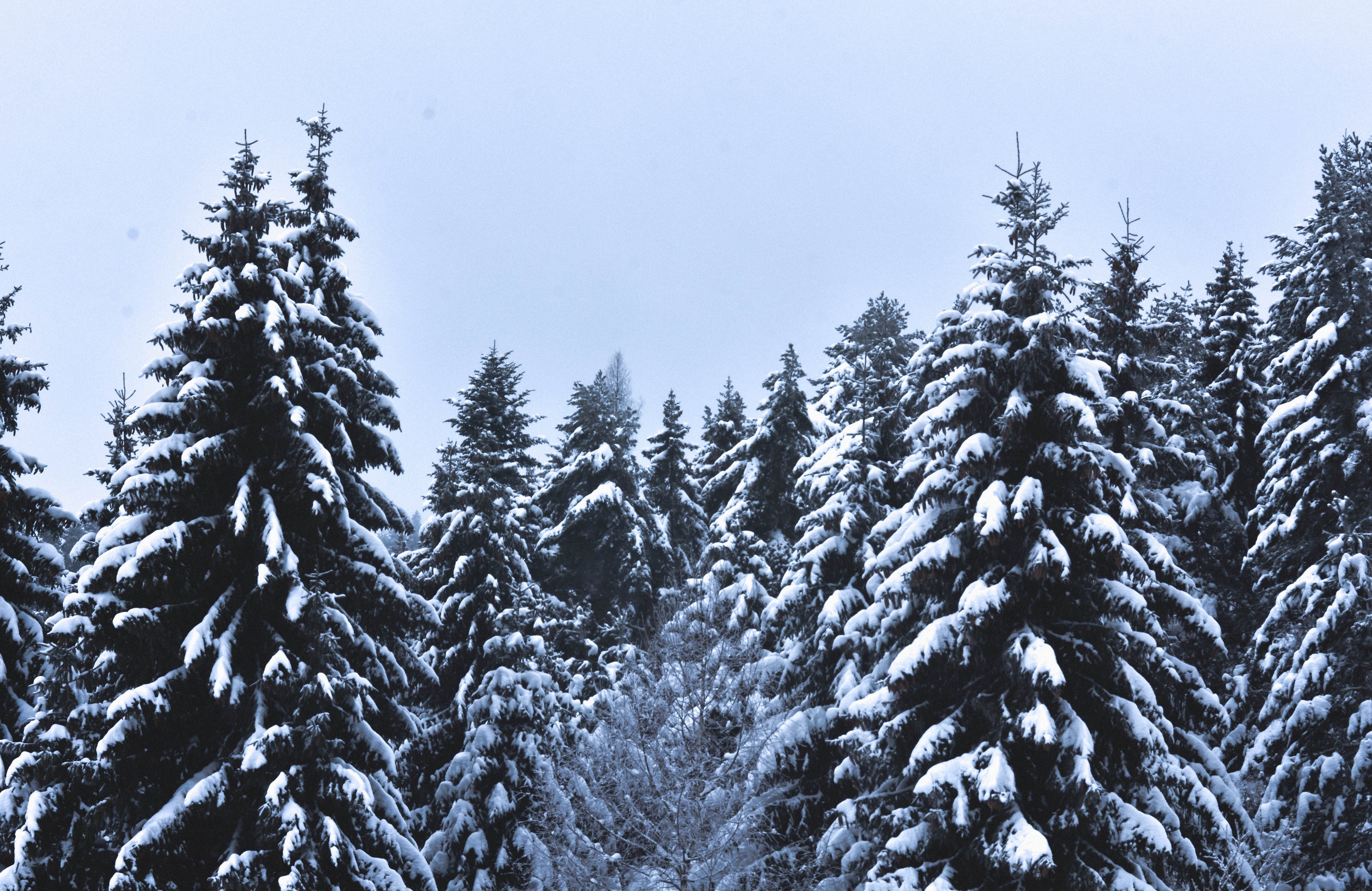 Winter Forest Photo, Download The BEST