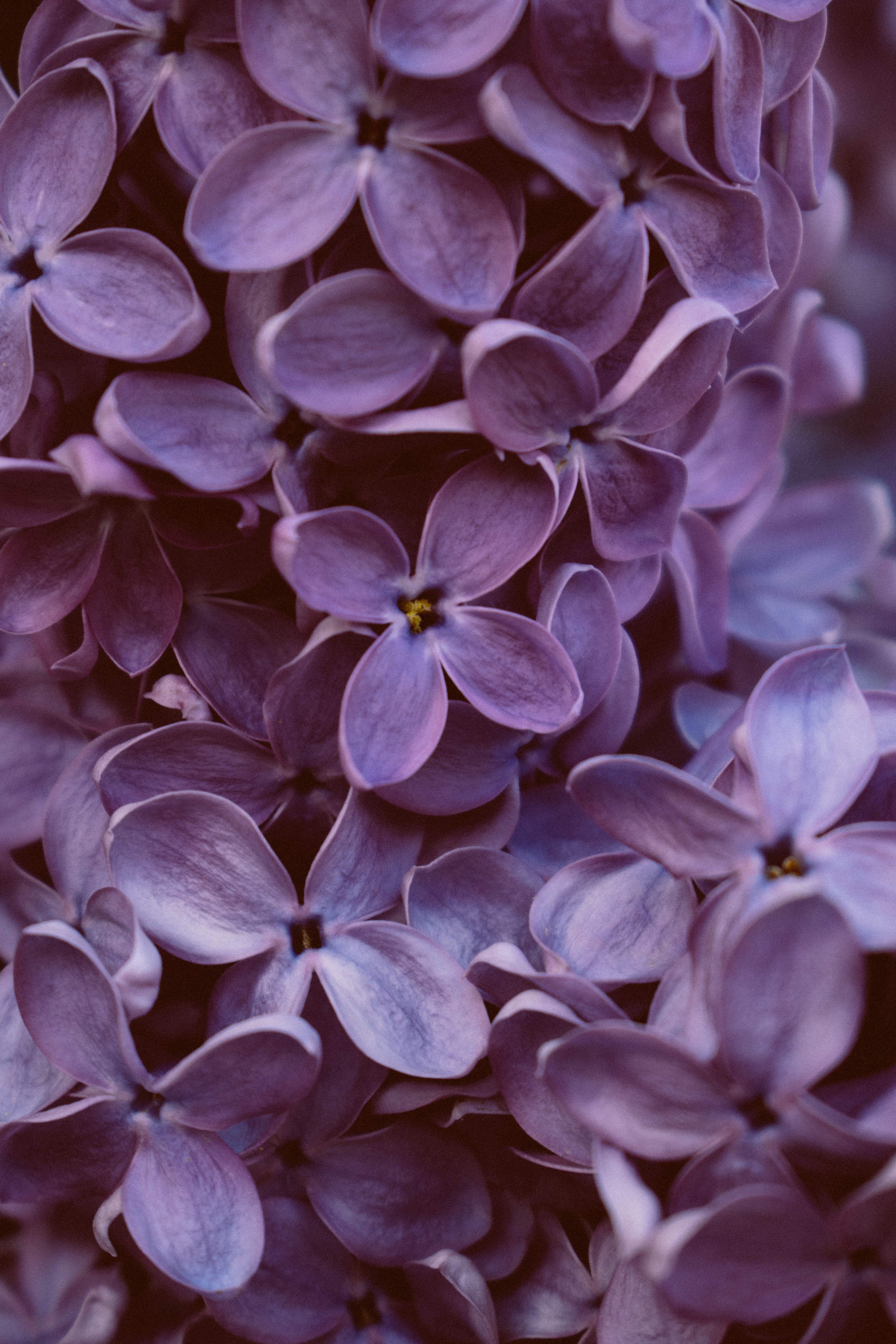 Download Lilac wallpaper for mobile phone, free Lilac HD picture