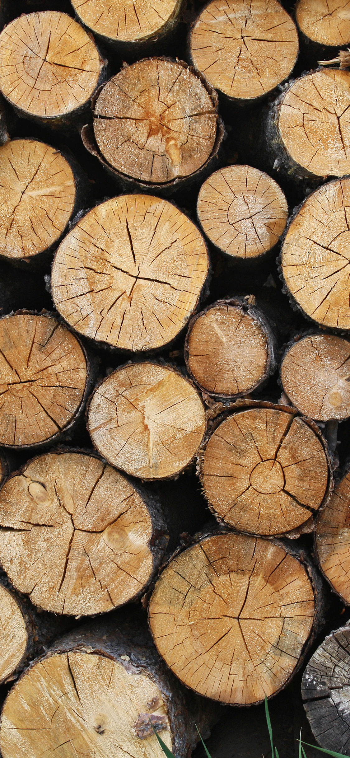 Wood Nature Cut Pattern Wallpaper