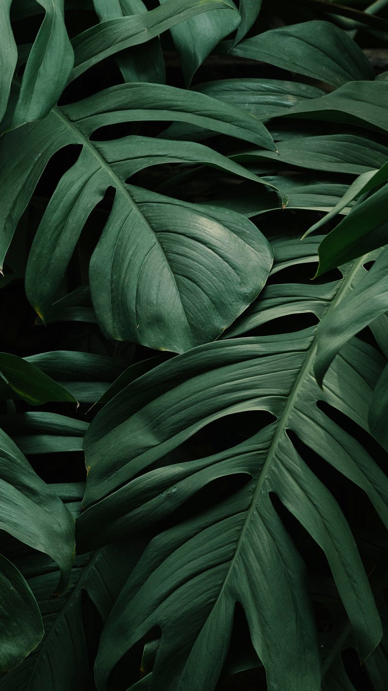 Monstera iPhone Wallpaper Image Wallpaper