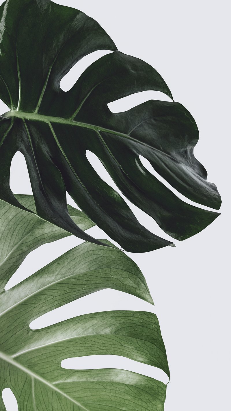 Monstera iPhone Wallpaper Image Wallpaper