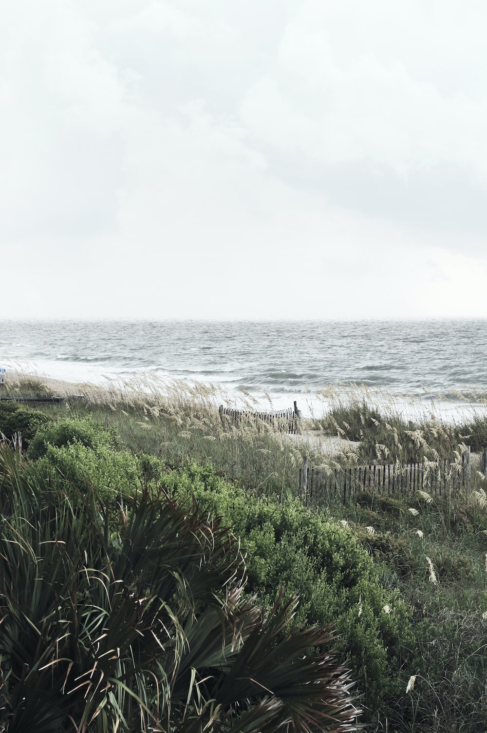 iPhone wallpaper best free iphone wallpaper, plant, wallpaper, and grey photo