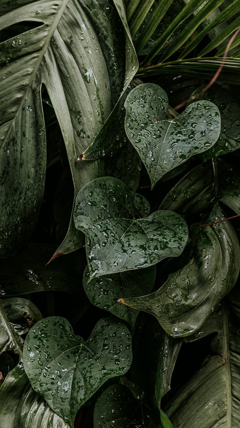 Monstera iPhone Wallpaper Image Wallpaper