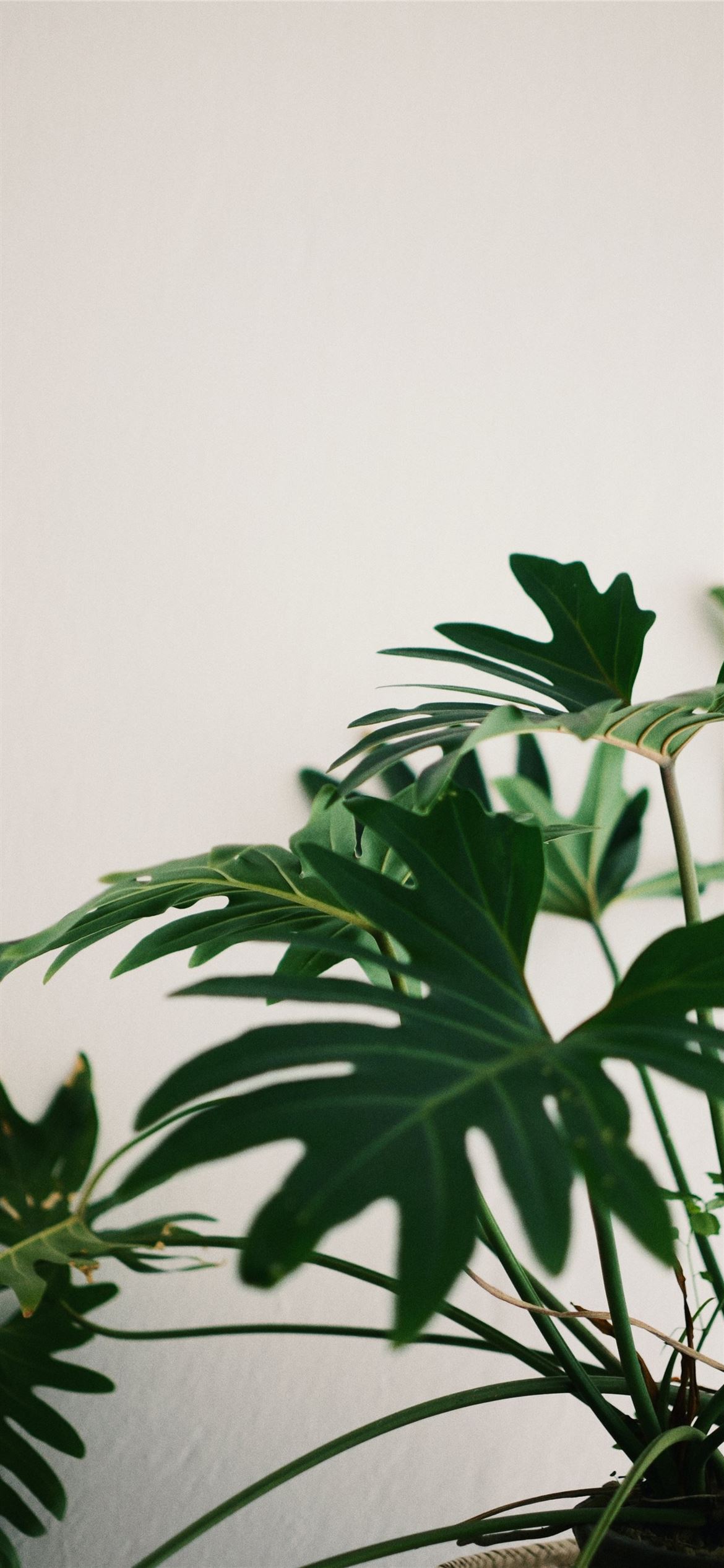 green leaf plant iPhone Wallpaper Free Download