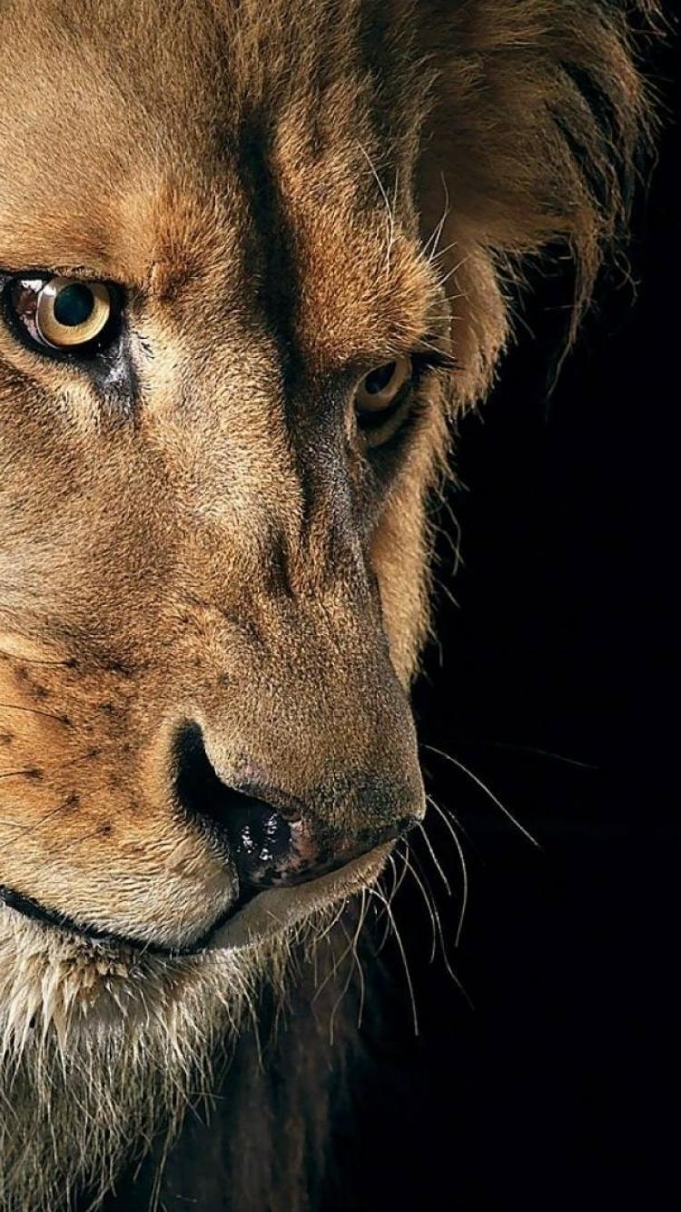 Animal 4K Phone Wallpaper