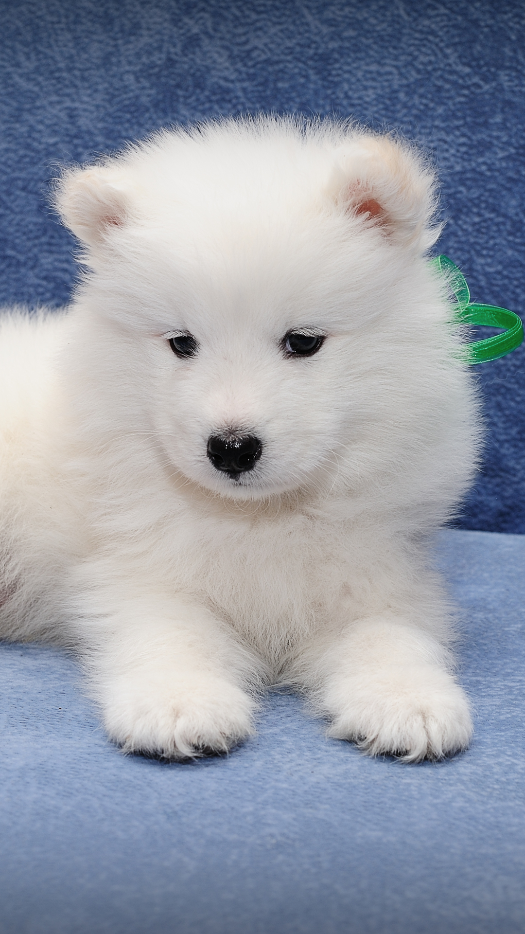 Samoyed Phone Wallpaper