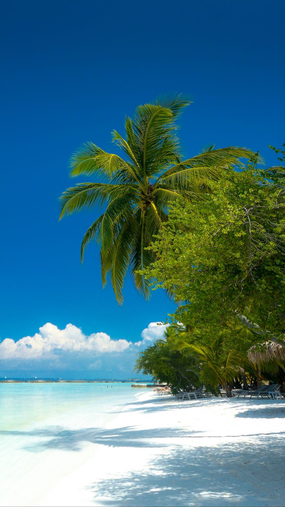 Download Wallpaper 938x1668 Palm Trees, Beach, Ocean, Tropics, Coast, Paradise Iphone 8 7 6s 6 For Parallax HD Background