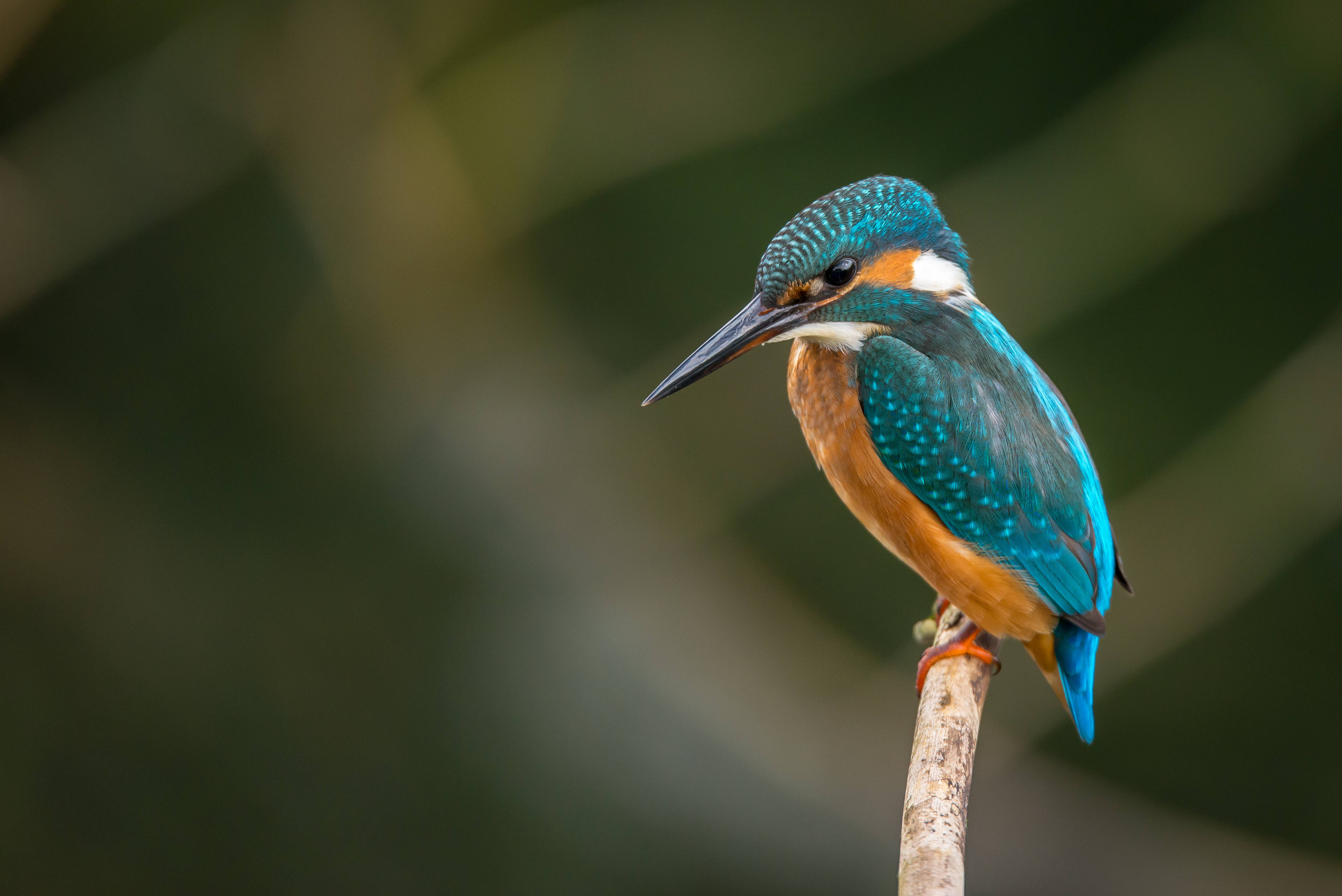 Download Close Up Of Kingfisher Bird Wallpaper