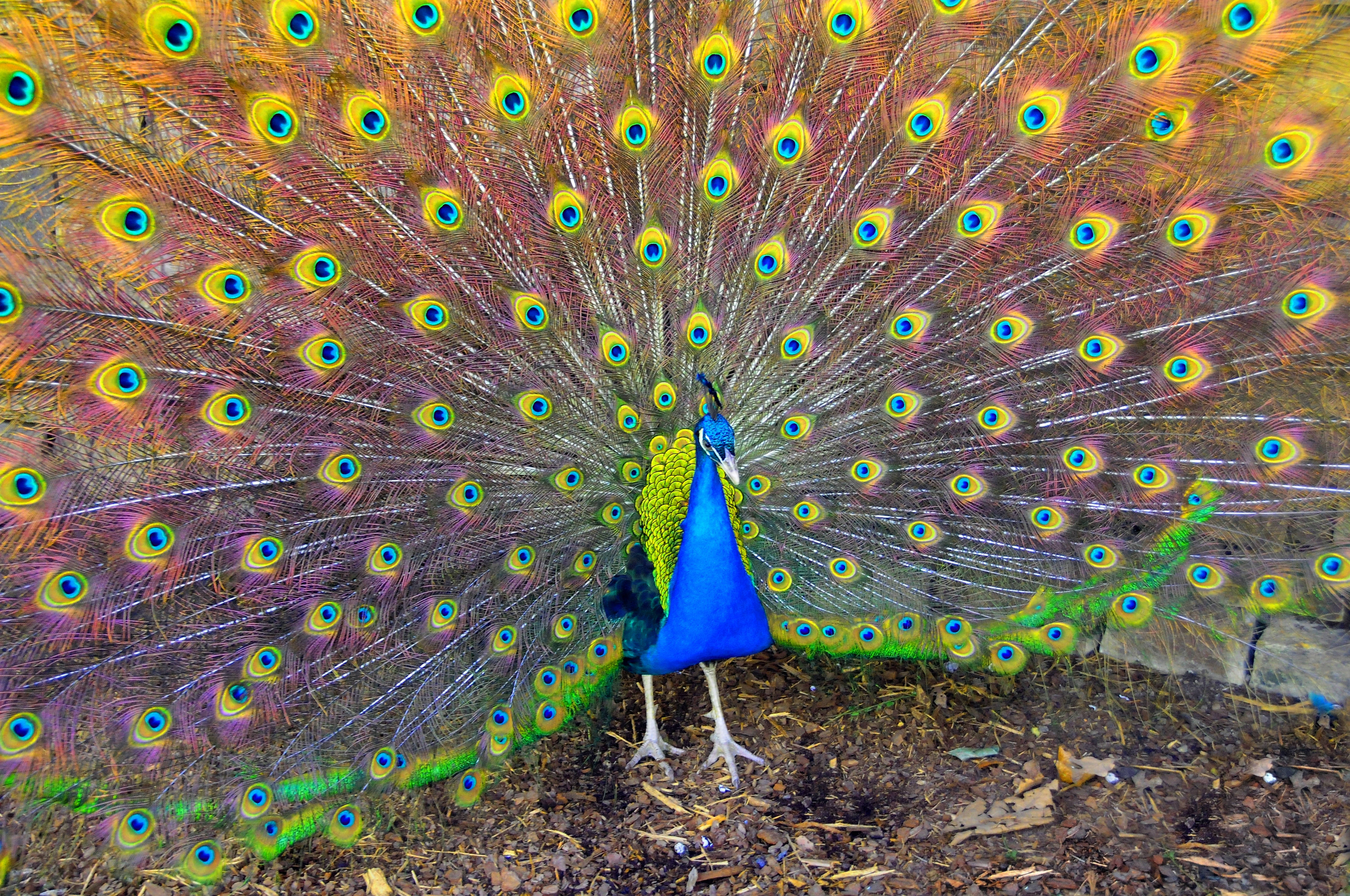 Download Colorful Peacock Bird Wallpaper