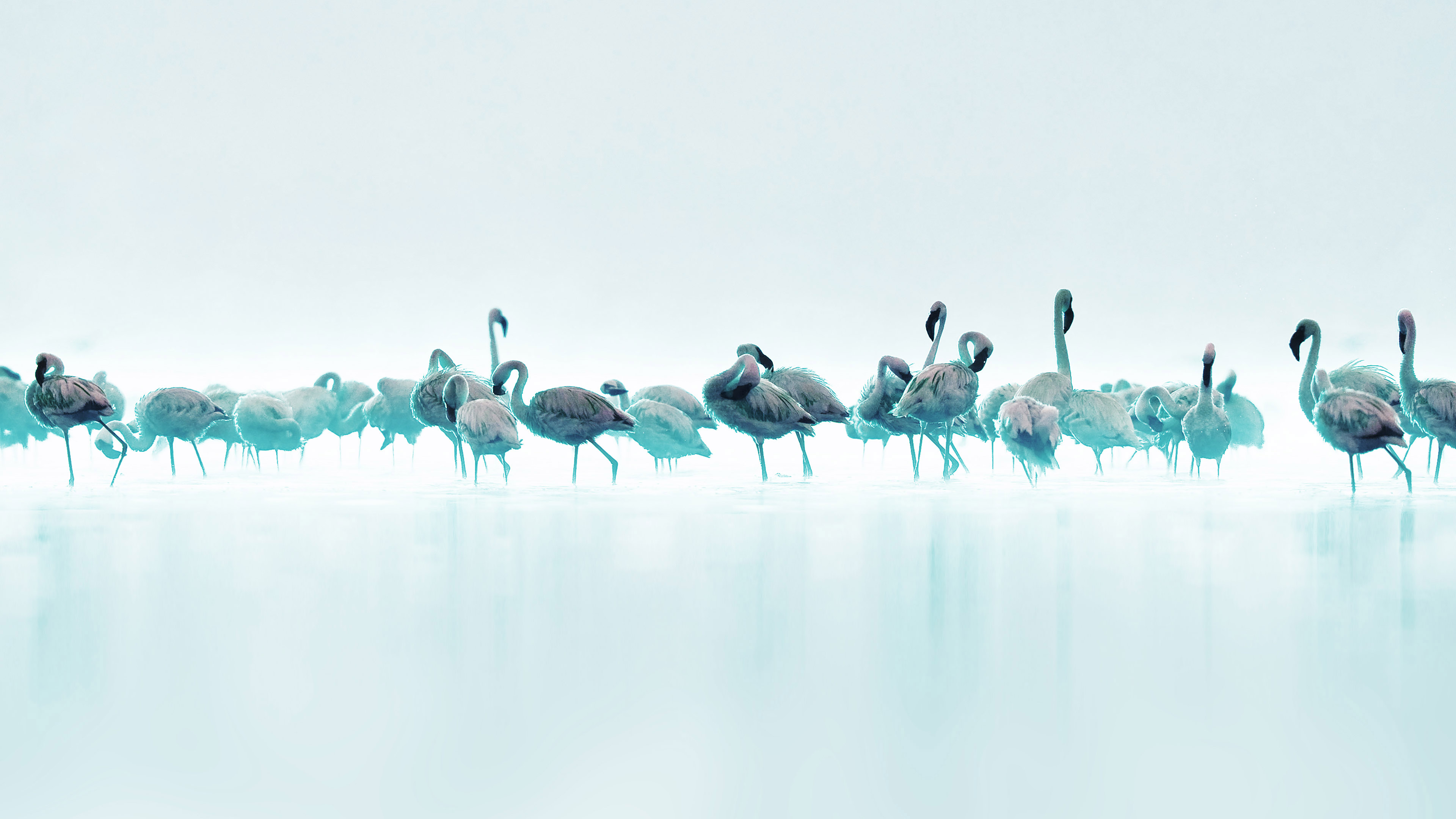 Flamingos Blue Peace Animal Nature