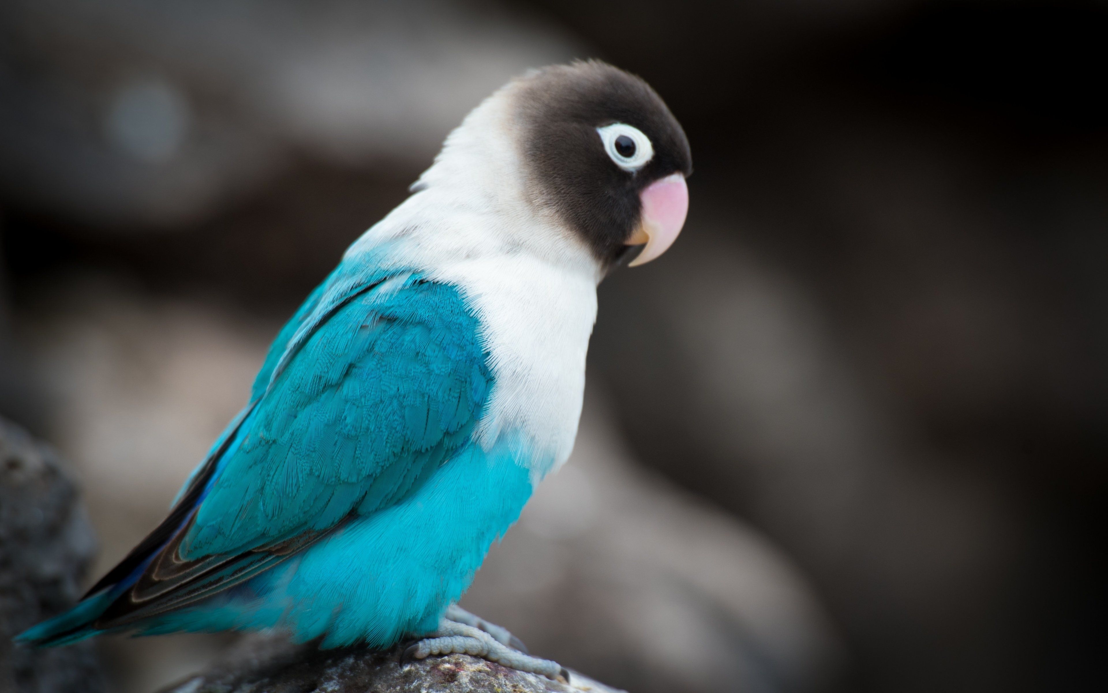 lovebird 4k wallpaper cool. Pet birds, Animals image, Bird wallpaper